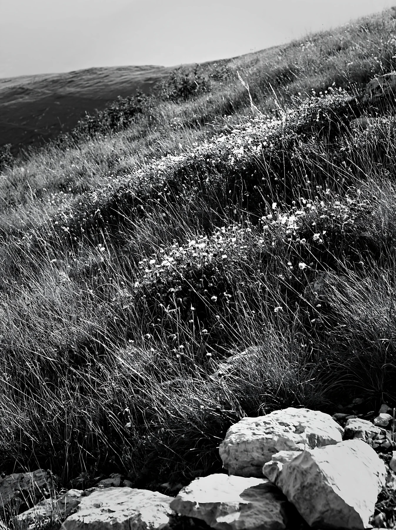 Green grass and rocks in a sunny dry grassland meadow - AI-generated stock image