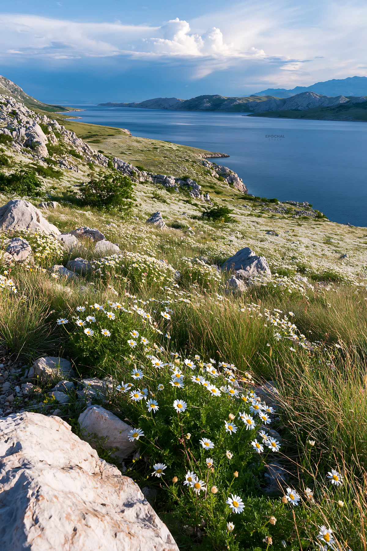 Croatian meadow above Adriatic coast with flowers and rocks - AI-generated stock image