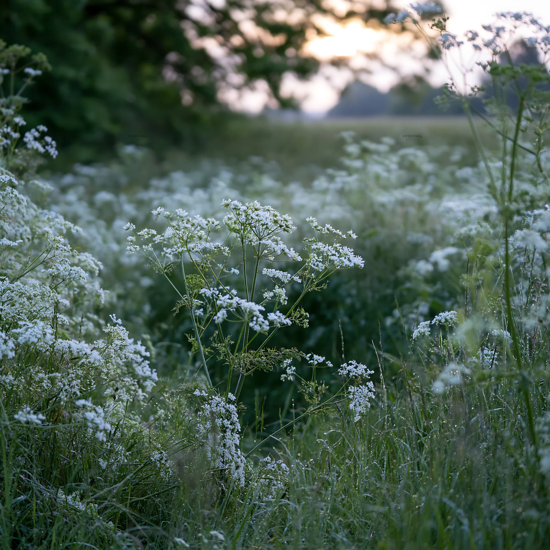 Cow parsley meadow with flowers in the evening light - AI-generated stock image
