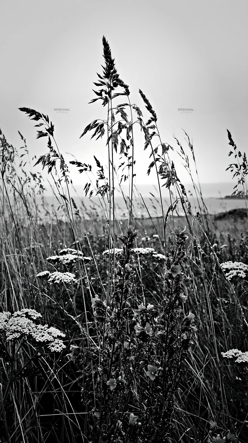 Meadow grass seedheads with flowers in natural habitat - AI-generated stock image