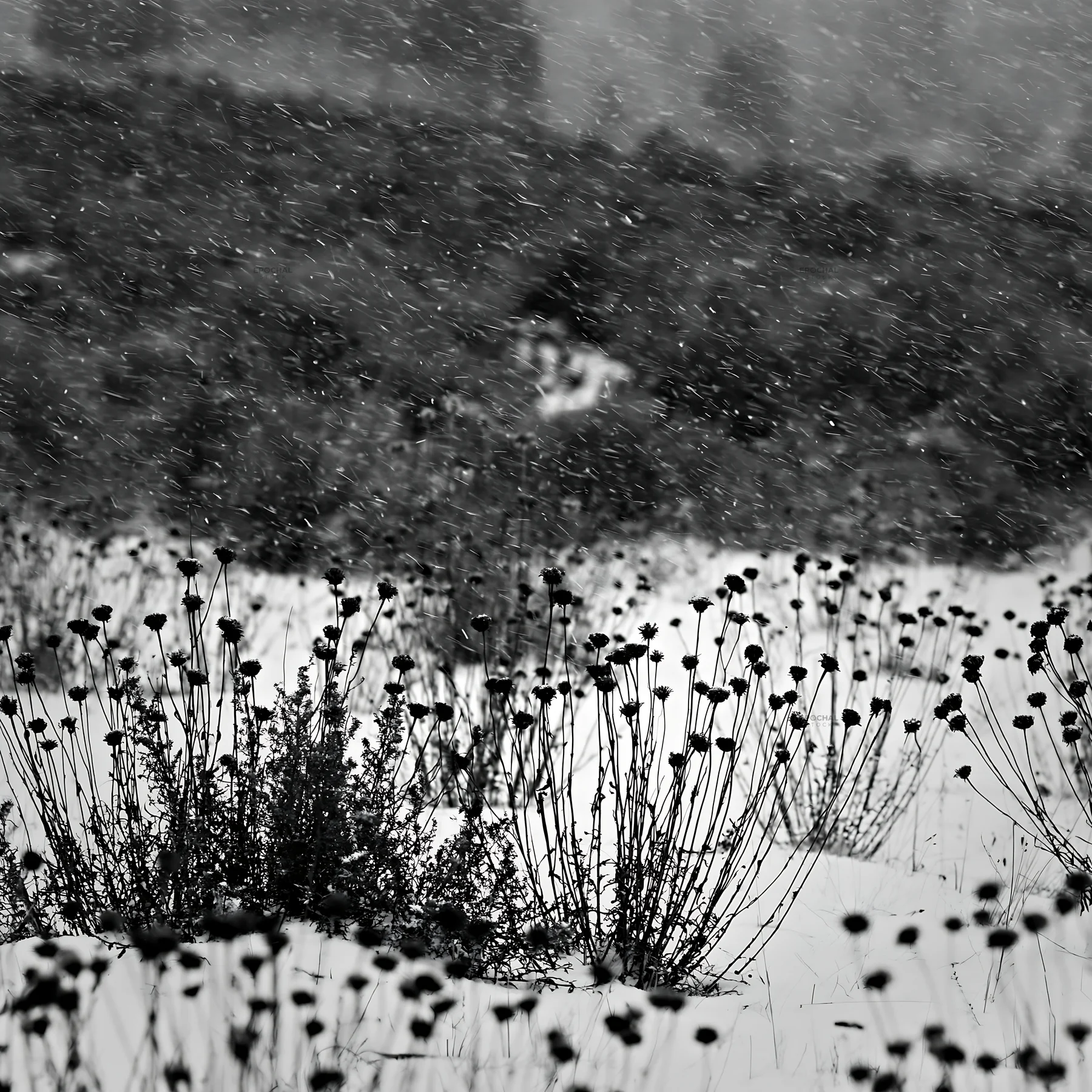 Snowbound meadow with black flowers in winter weather - AI-generated stock image