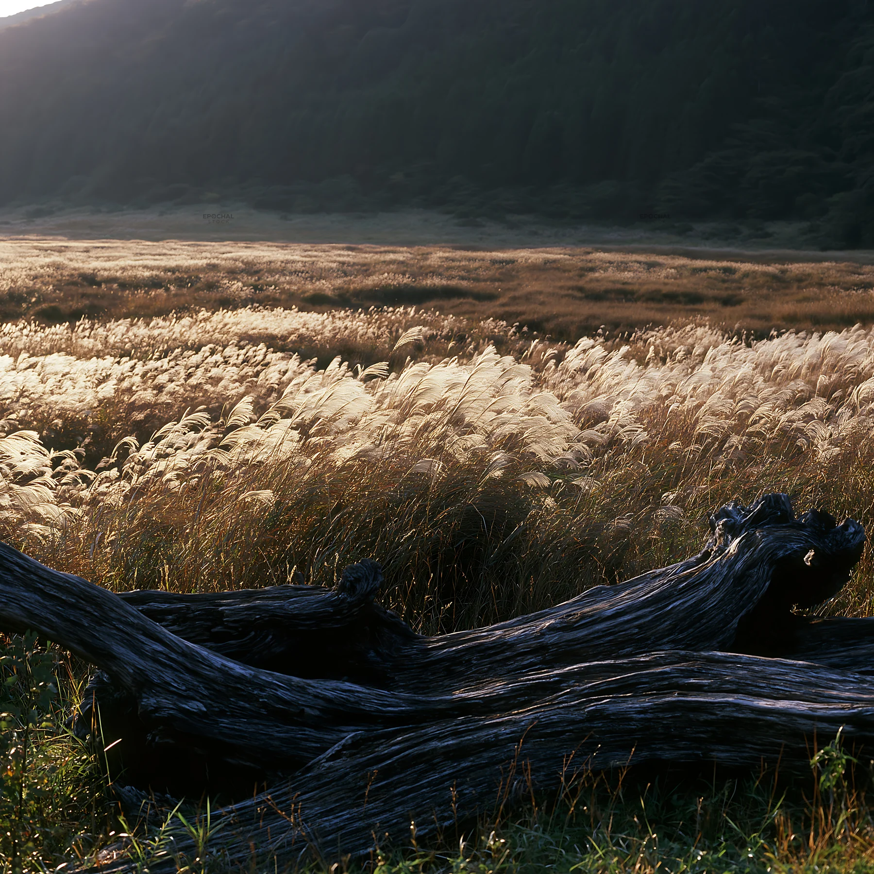 Wakayama autumn meadow with weathered wood in foreground - AI-generated stock image