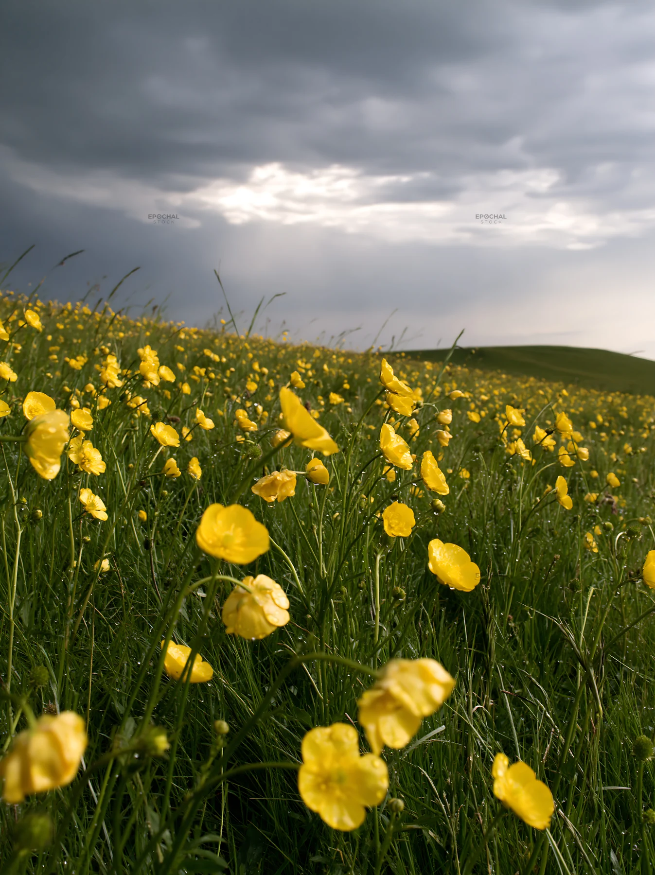Colorful buttercup meadow under a cloudy sky - AI-generated stock image