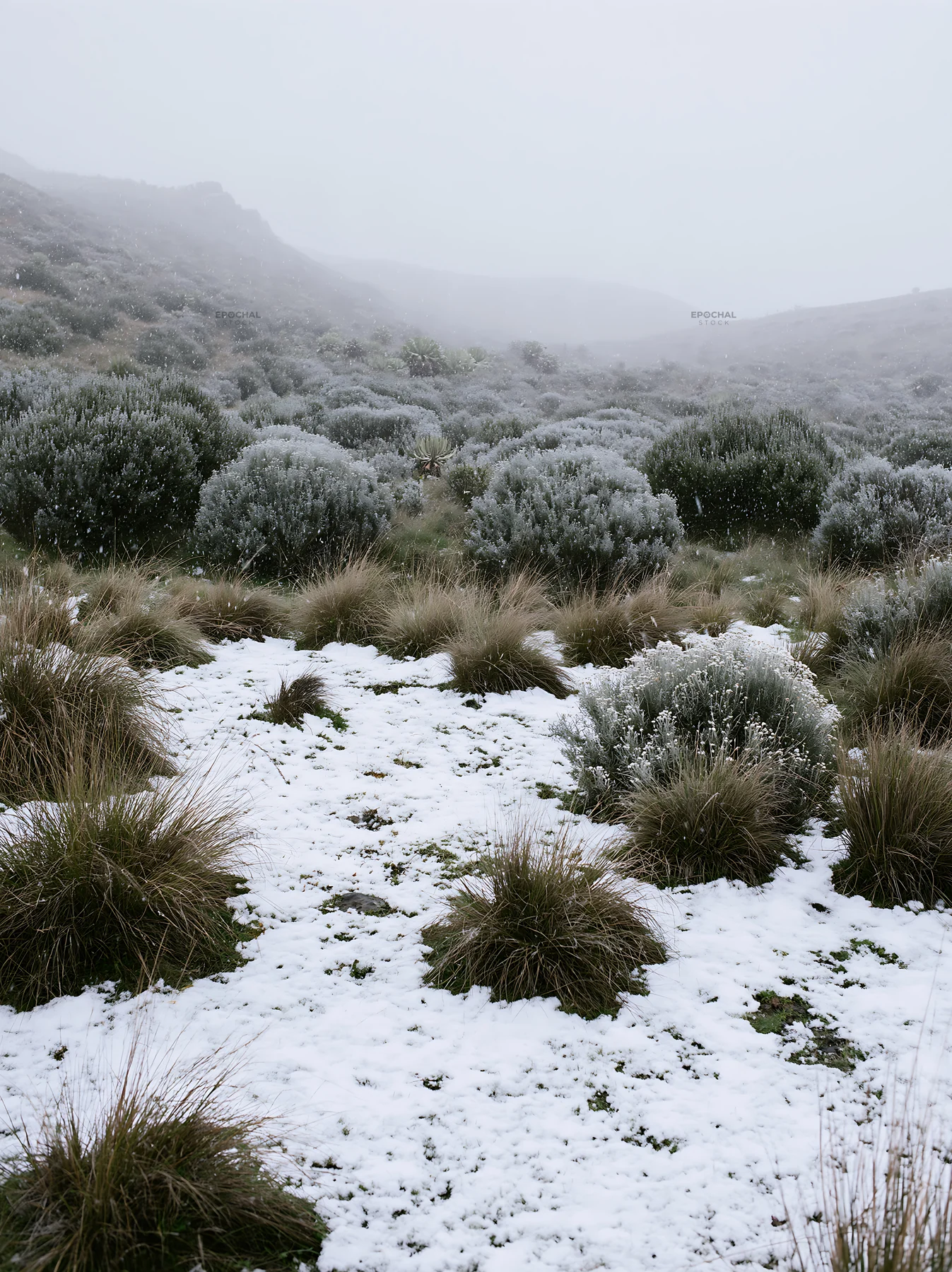 Snowy highland meadow with frost-covered plants - AI-generated stock image