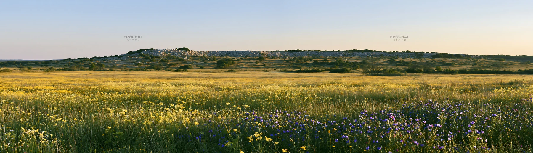 Regenerative meadow with wildflowers under a clear sky - AI-generated stock image