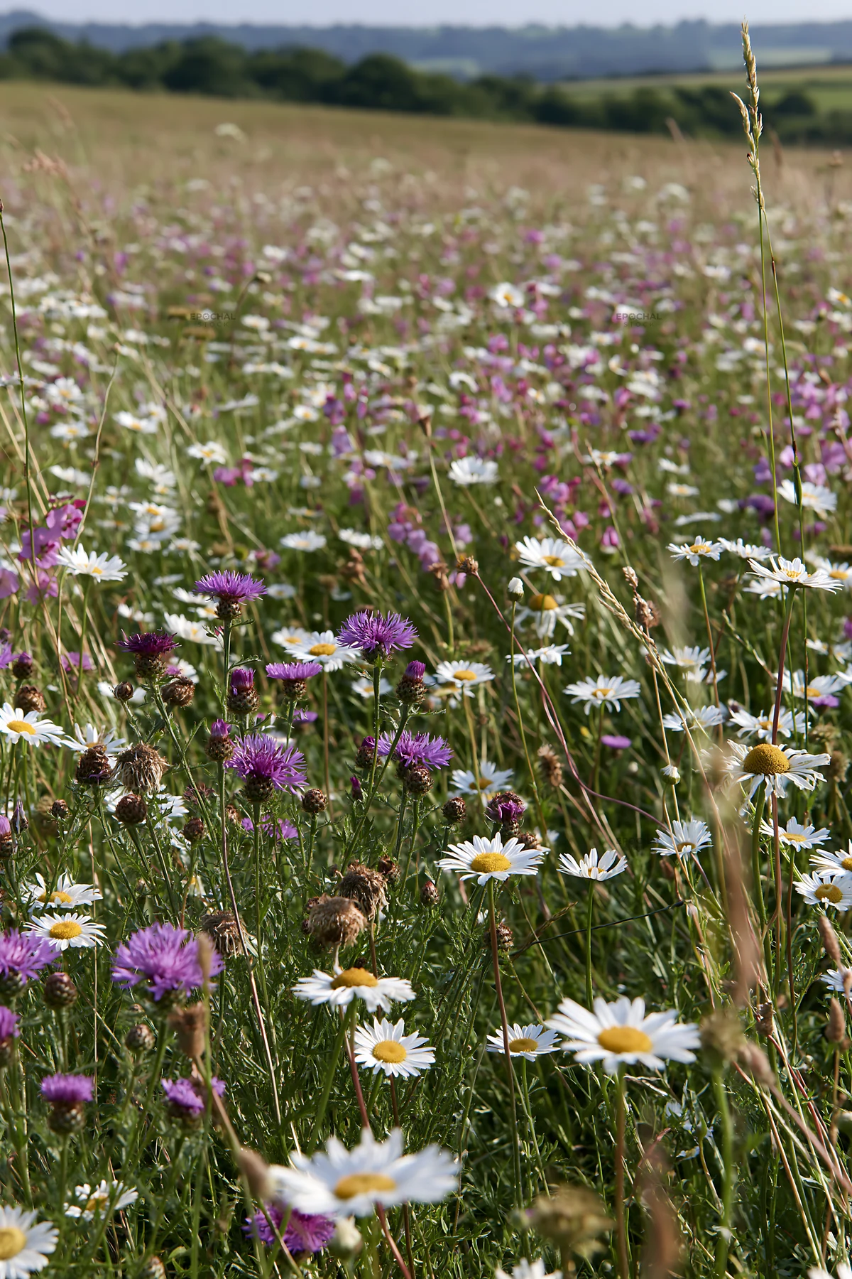 Climate-resilient meadow filled with diverse wildflowers - AI-generated stock image
