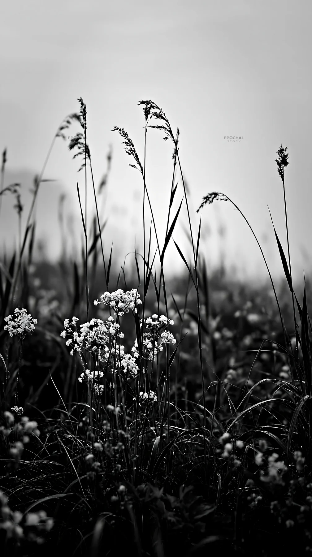 Black and white shiga wetland meadow climate adaptation reeds in a misty setting - AI-generated stock image