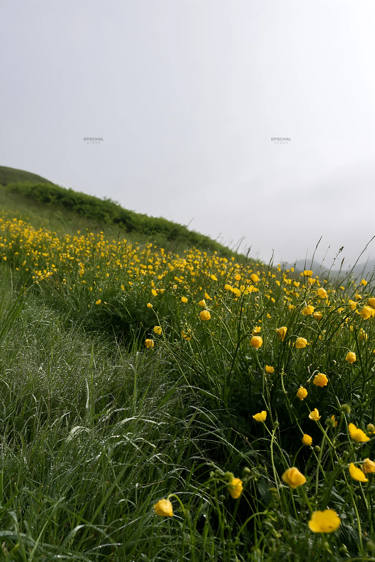 Buttercup meadow with yellow flowers in springtime - AI-generated stock image