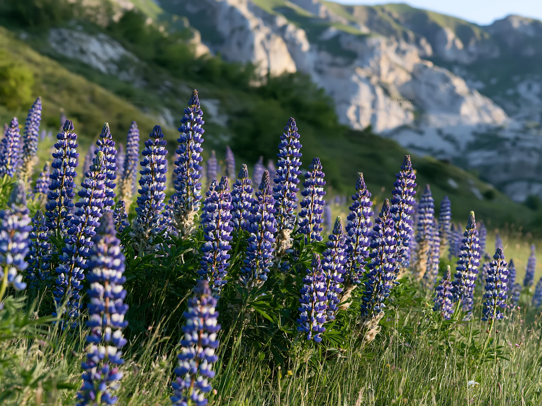 Lupin flowers in meadow with mountains in background - AI-generated stock image