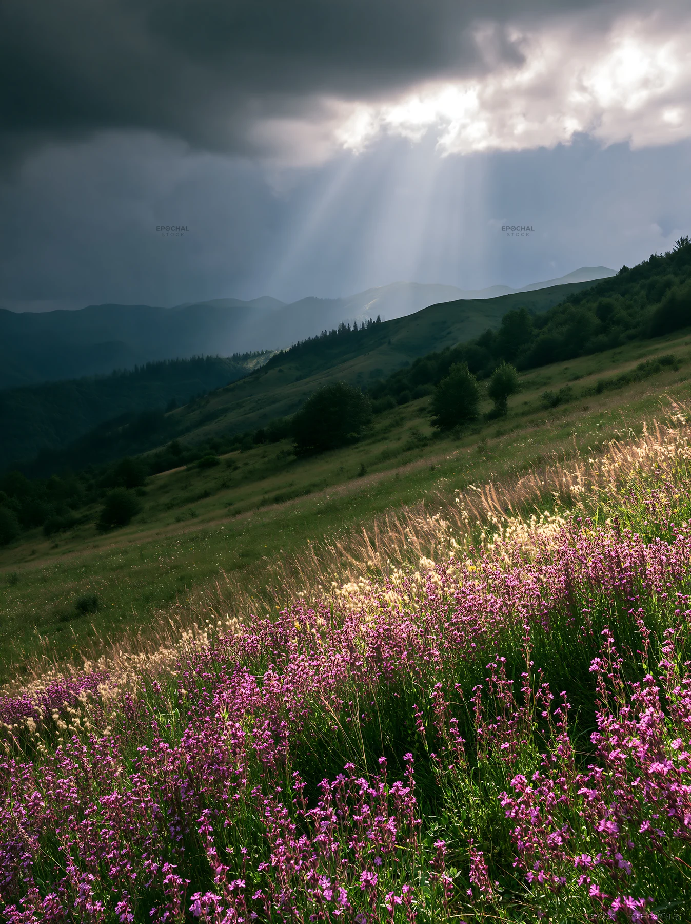 Transylvania summer hay meadows with wildflowers and sunlight - AI-generated stock image