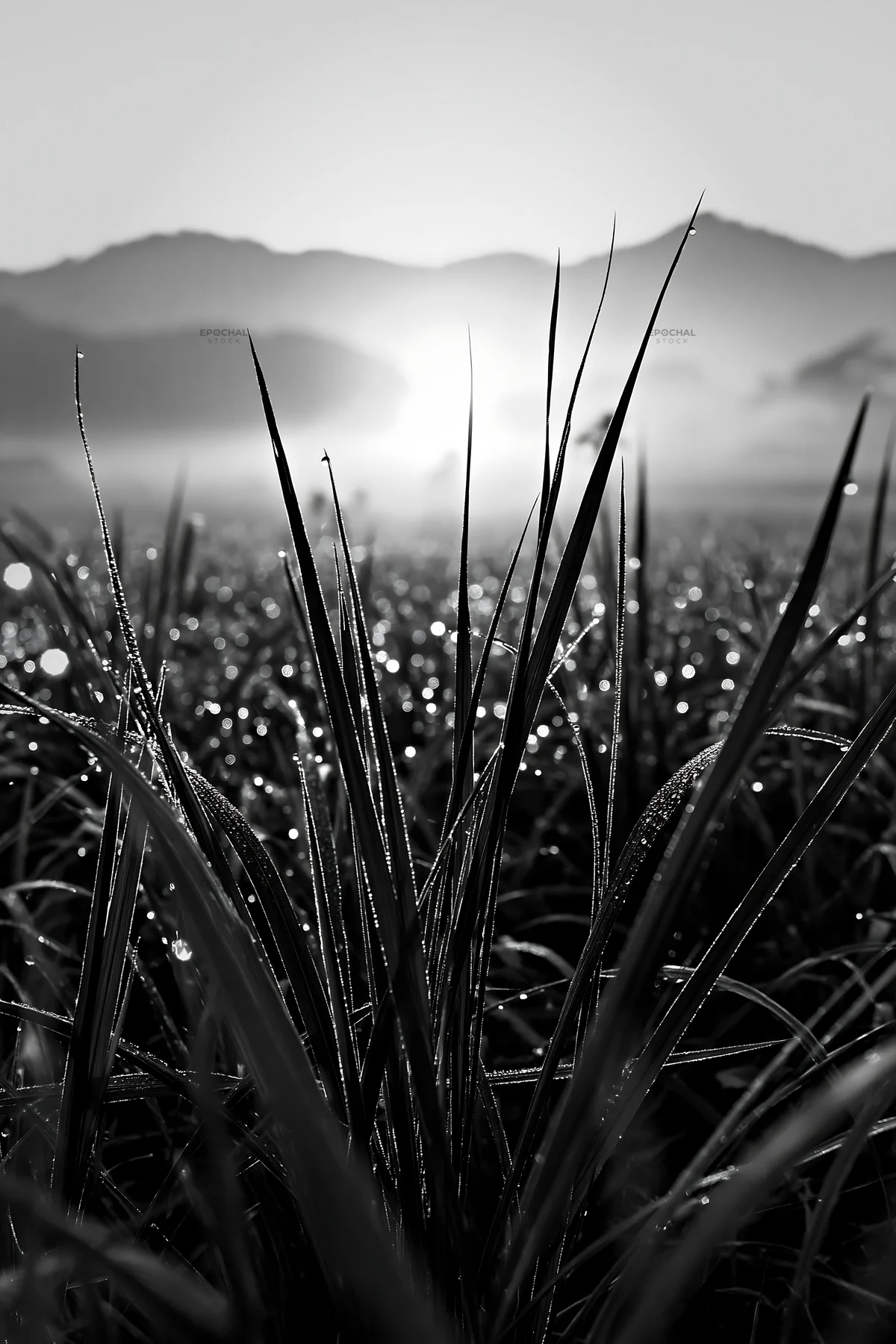 Miyazaki sunrise over dew-covered sedges in a meadow - AI-generated stock image