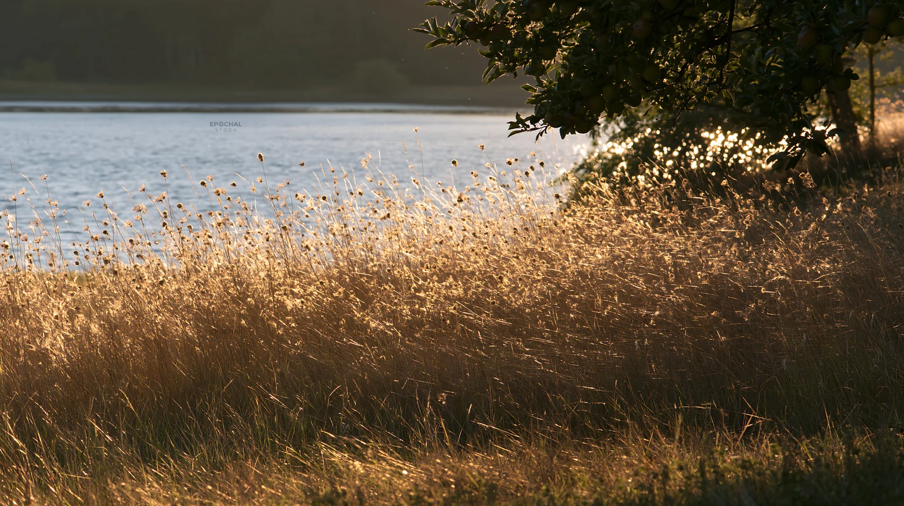 Lakeshore apple meadow with grasses near water - AI-generated stock image