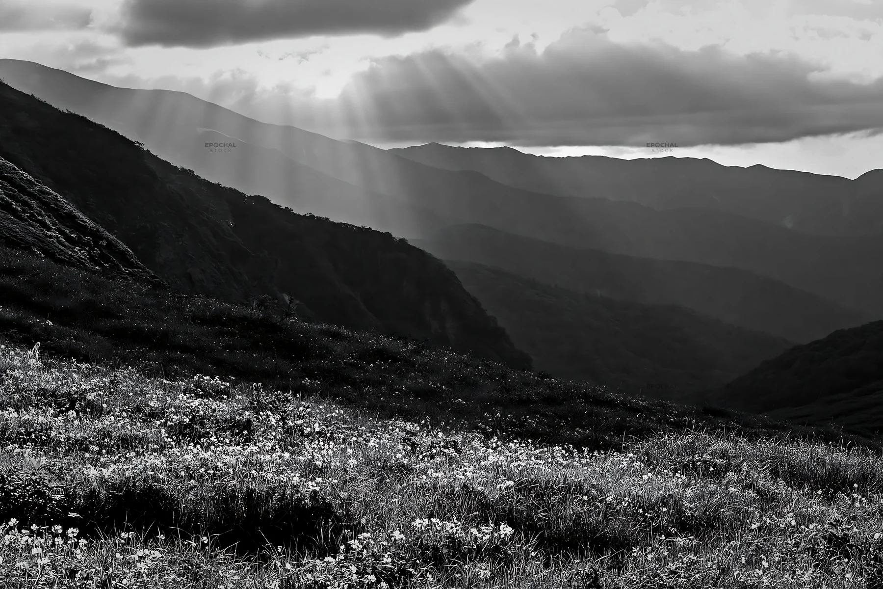 Daisetsuzan alpine meadow with light rays in black and white - AI-generated stock image