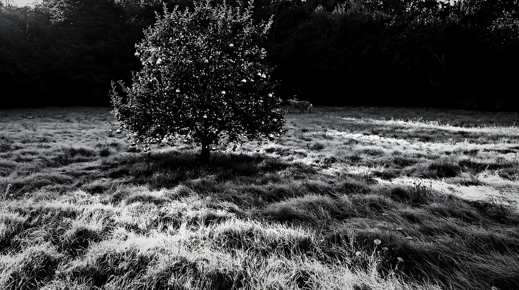 Frosty meadow with apple tree in black and white setting - AI-generated stock image