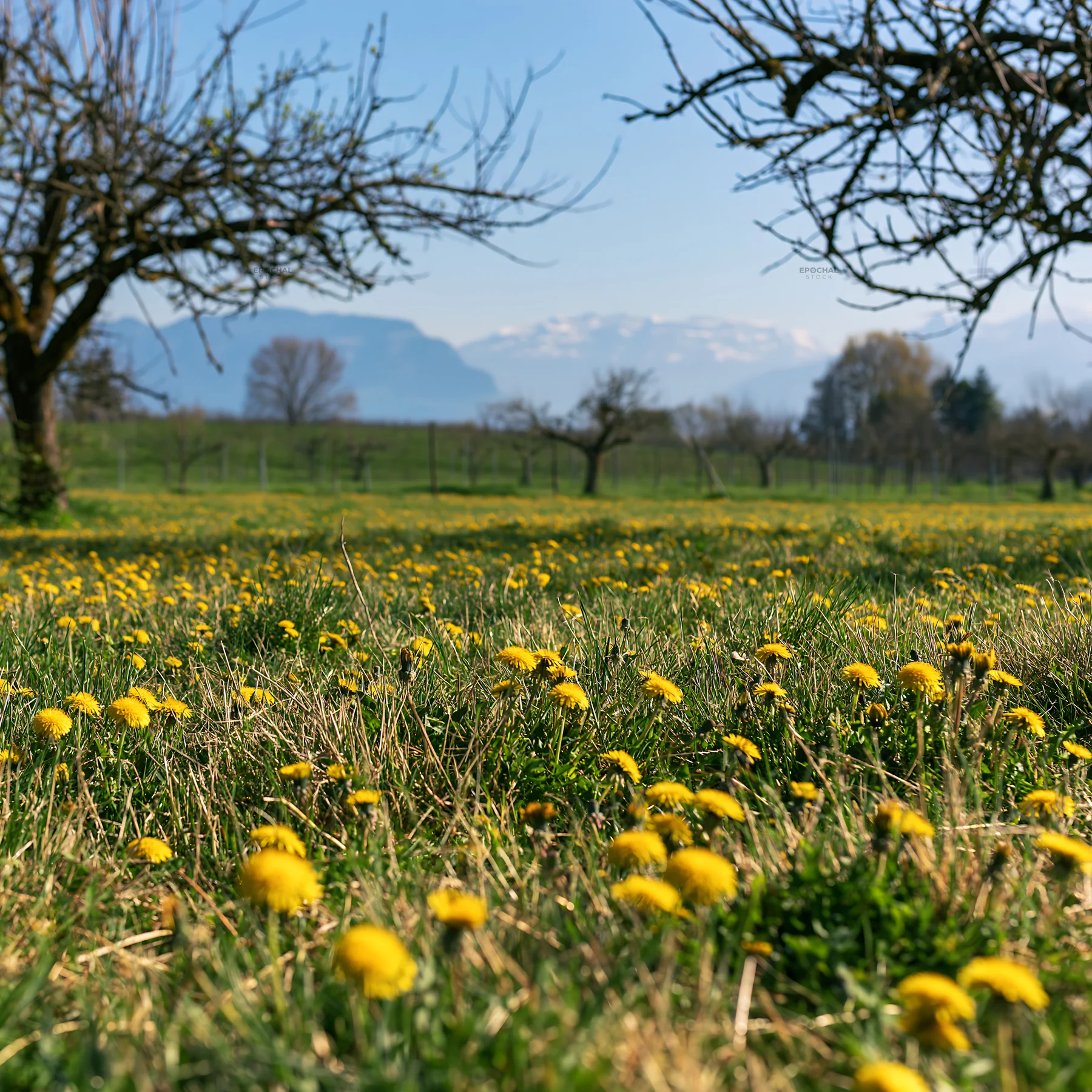 Dandelion orchard meadow filled with yellow flowers and trees - AI-generated stock image