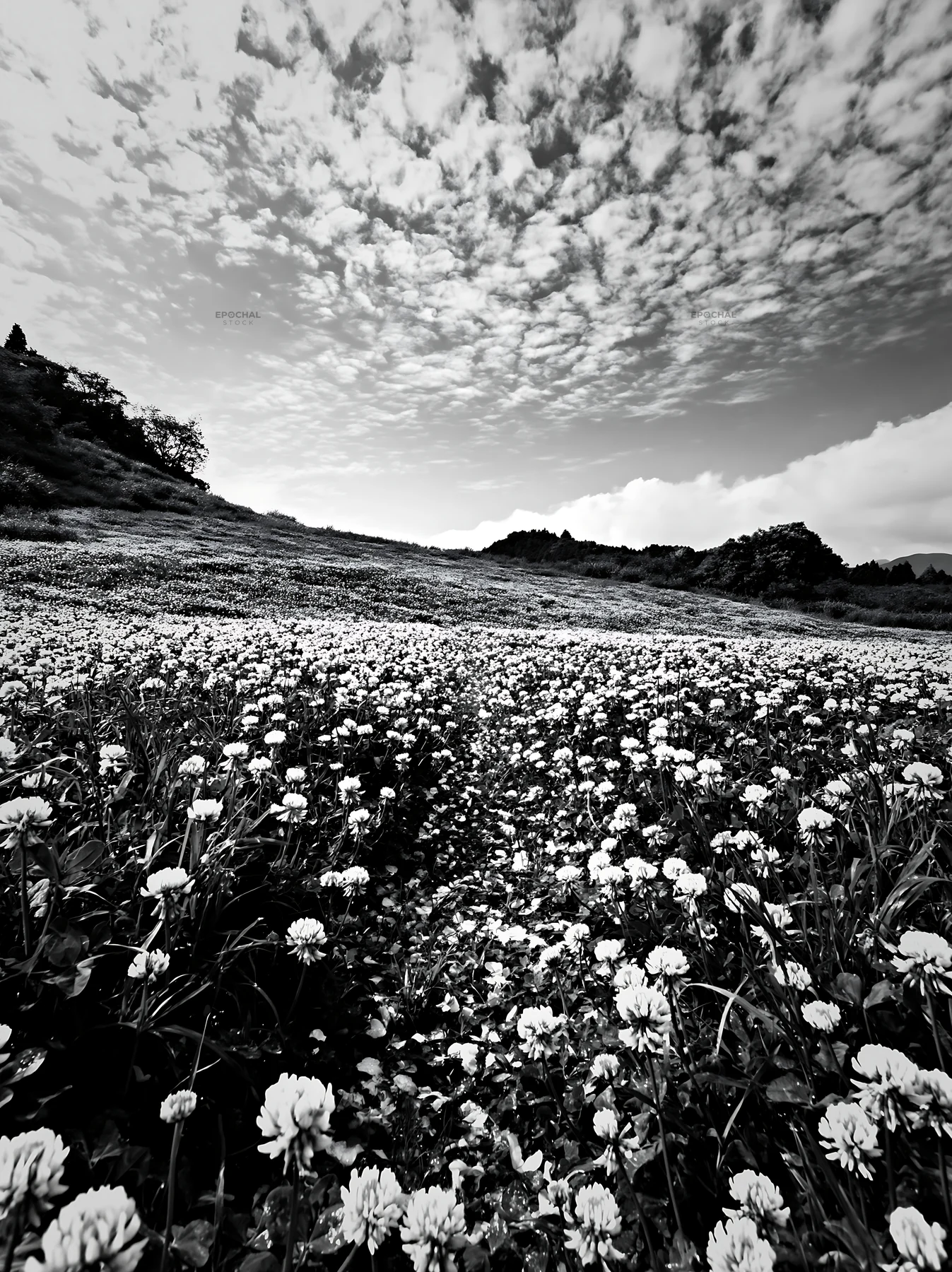 Black and white fukuoka spring meadow fallen blossom foreground with white flowers - AI-generated stock image
