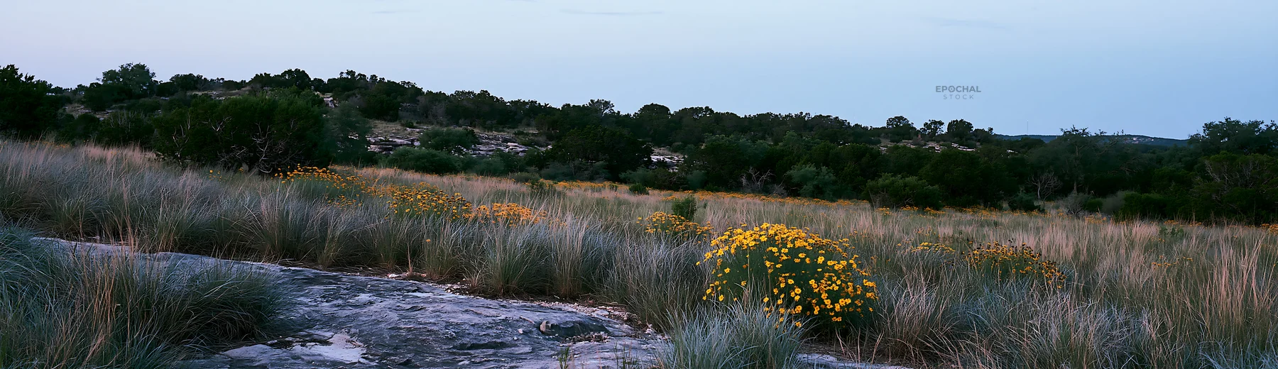 Drought-tolerant meadow with blooming yellow flowers - AI-generated stock image