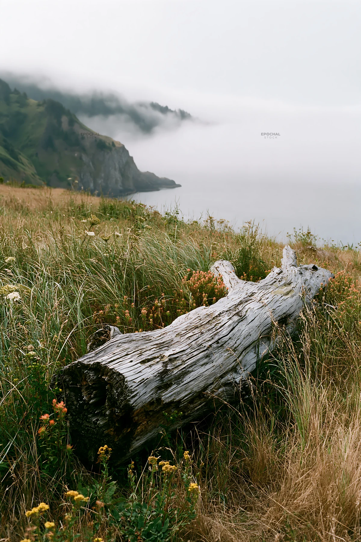 Weathered log in a meadow by the coast - AI-generated stock image
