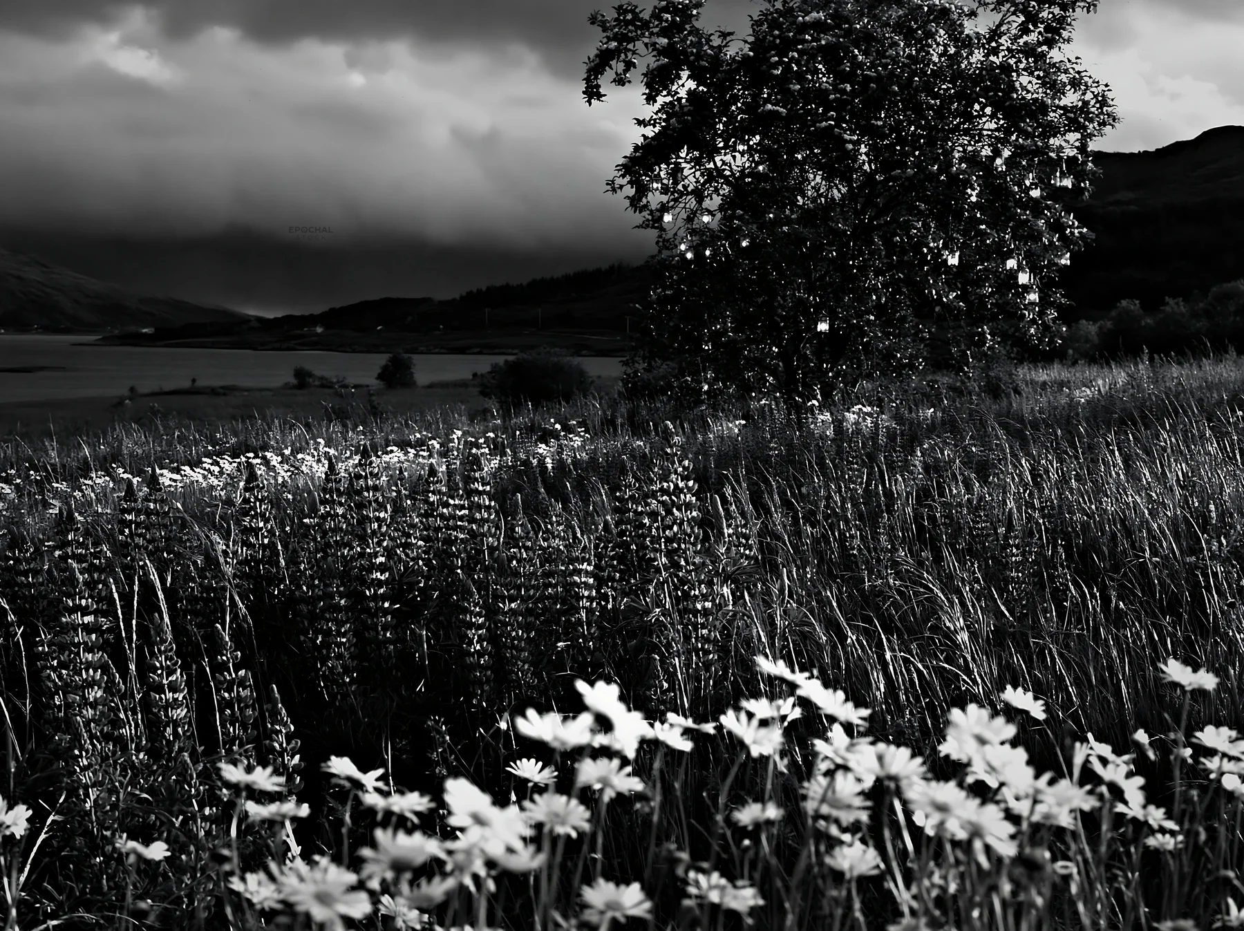 Apple tree meadow with lanterns in Lofoten during Christmas - AI-generated stock image
