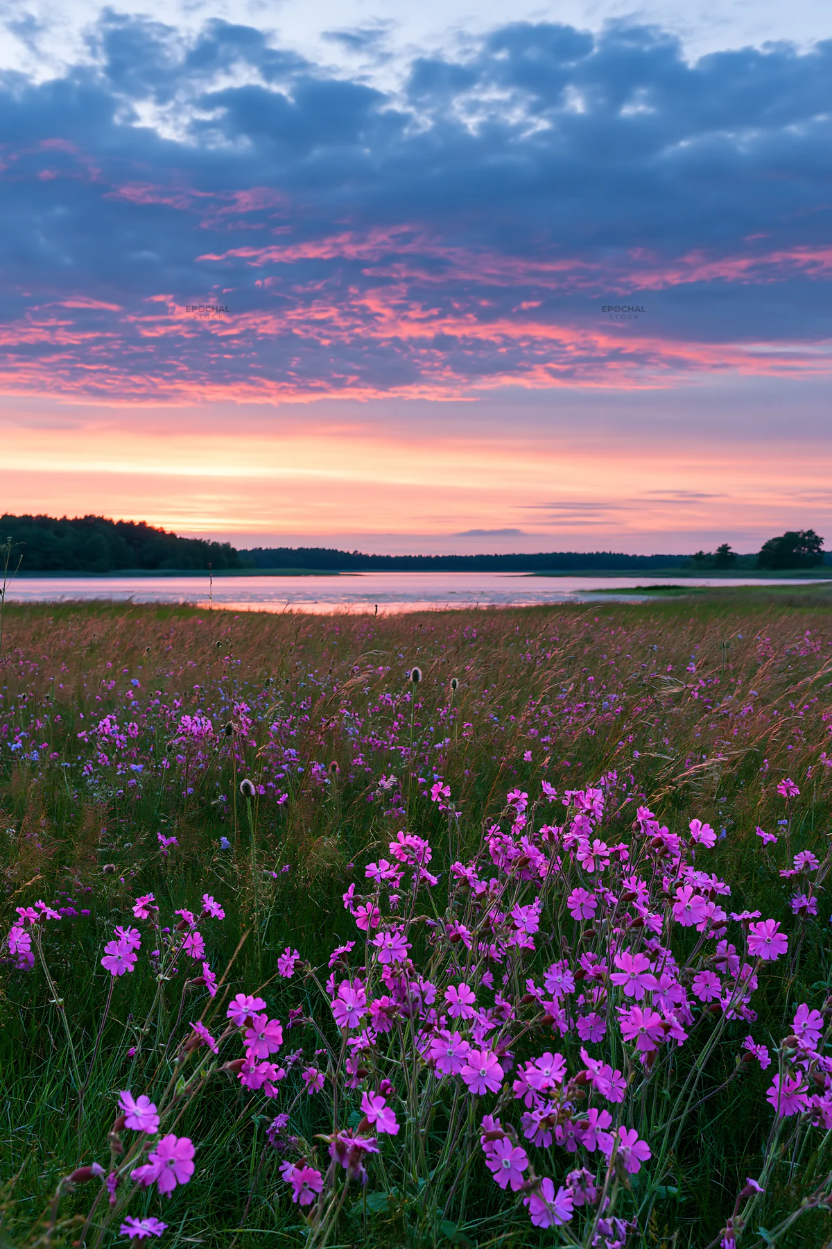 German lakeside meadow with purple flowers at sunset - AI-generated stock image