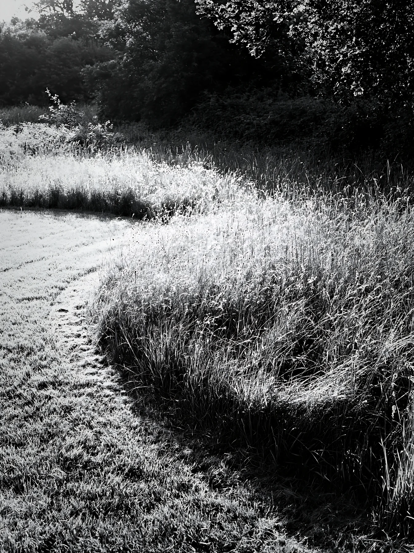 Black and white seedhead meadow with sunlight on grass and winding path - AI-generated stock image