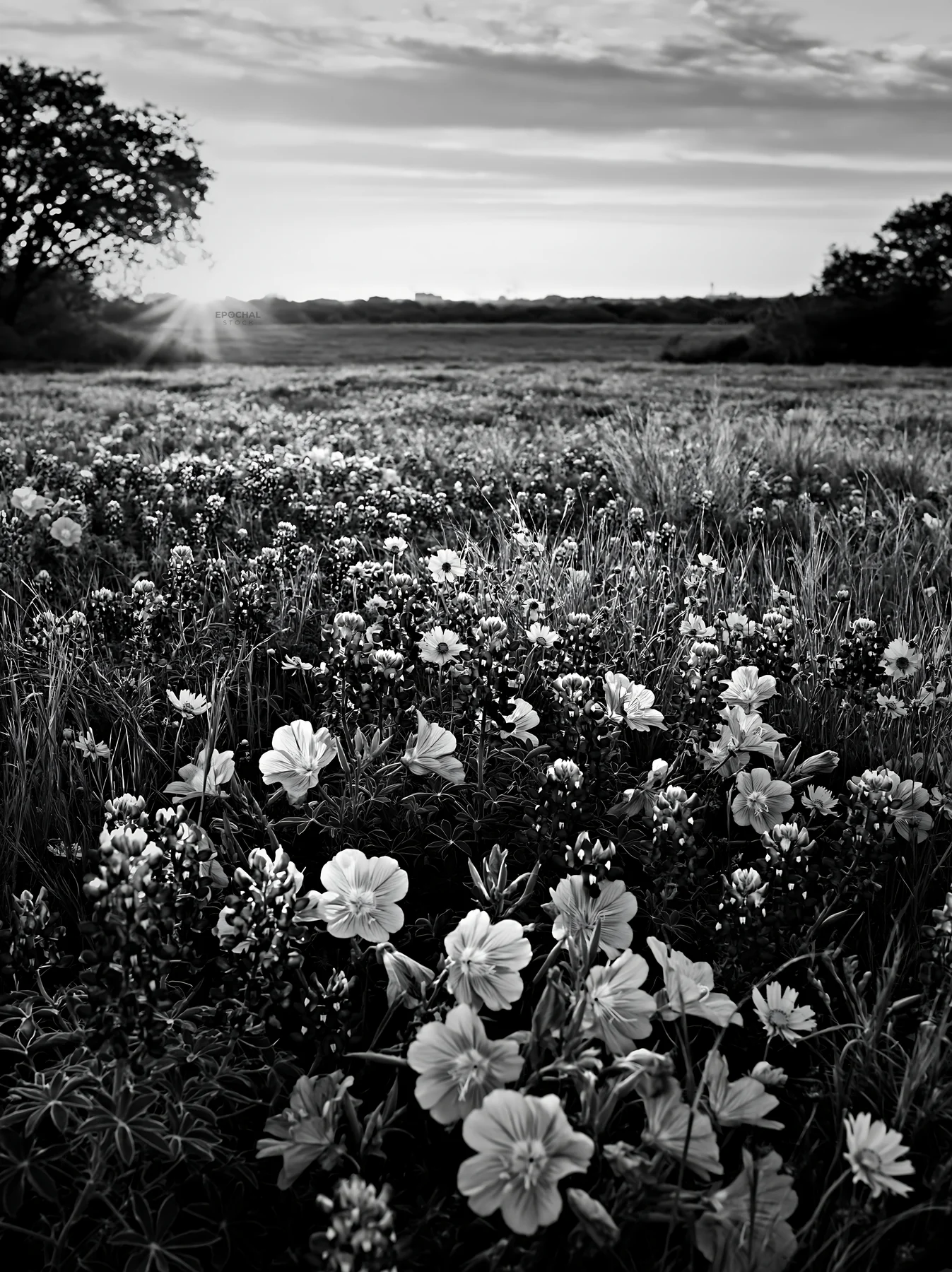 Bluebonnet meadow at sunrise with flowers and landscape - AI-generated stock image