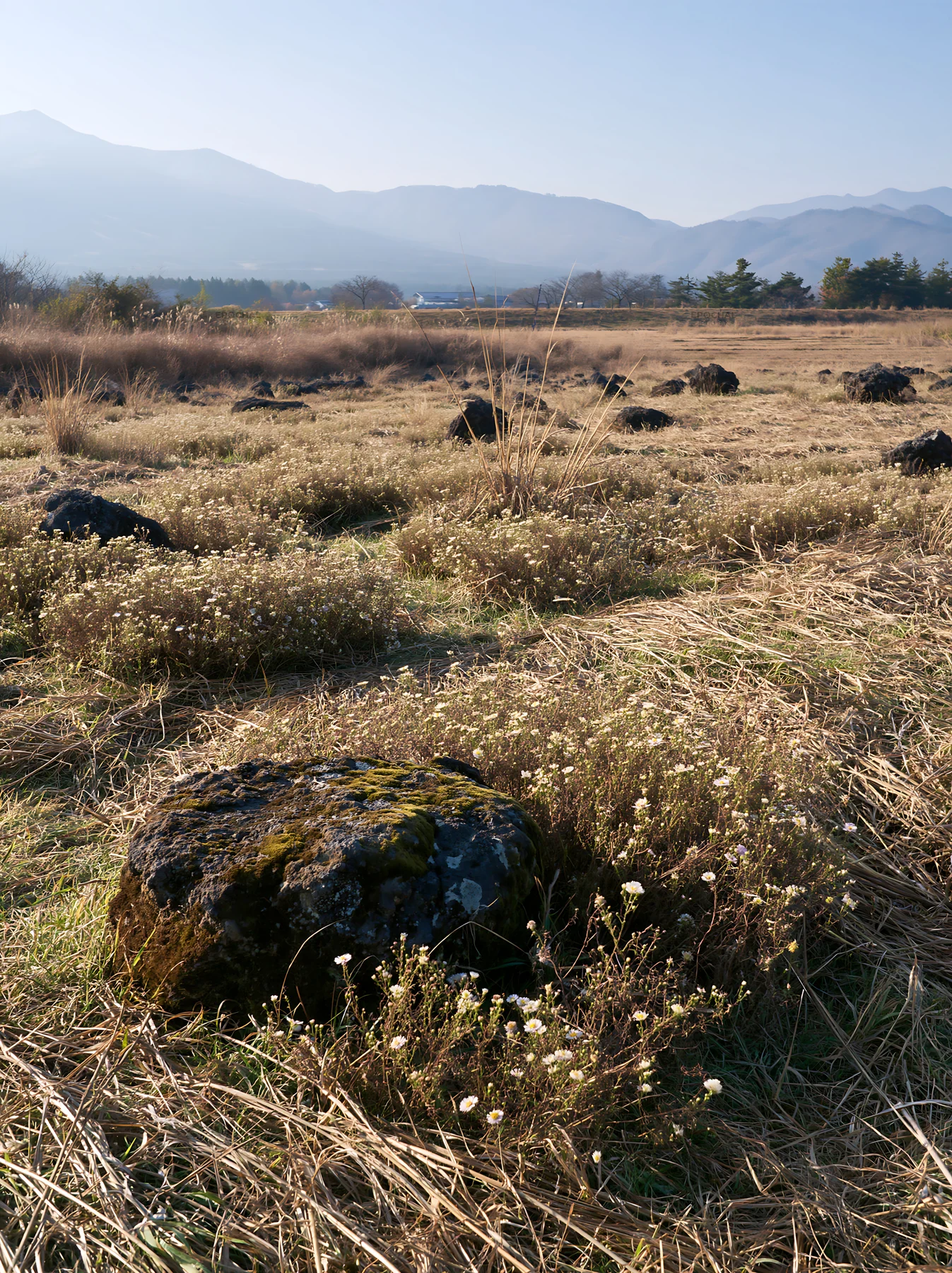Yamanashi regenerative meadow with basalt stones in daylight - AI-generated stock image