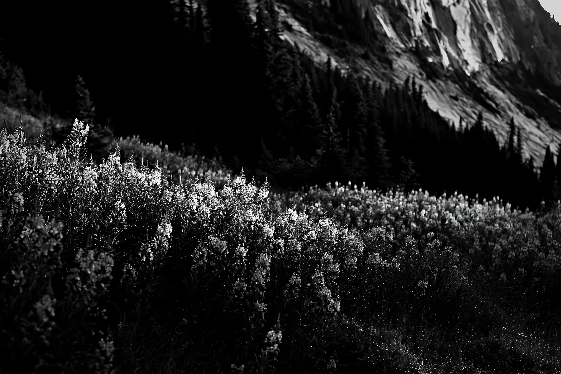 Fireweed meadow at sunset near mountain slopes - AI-generated stock image