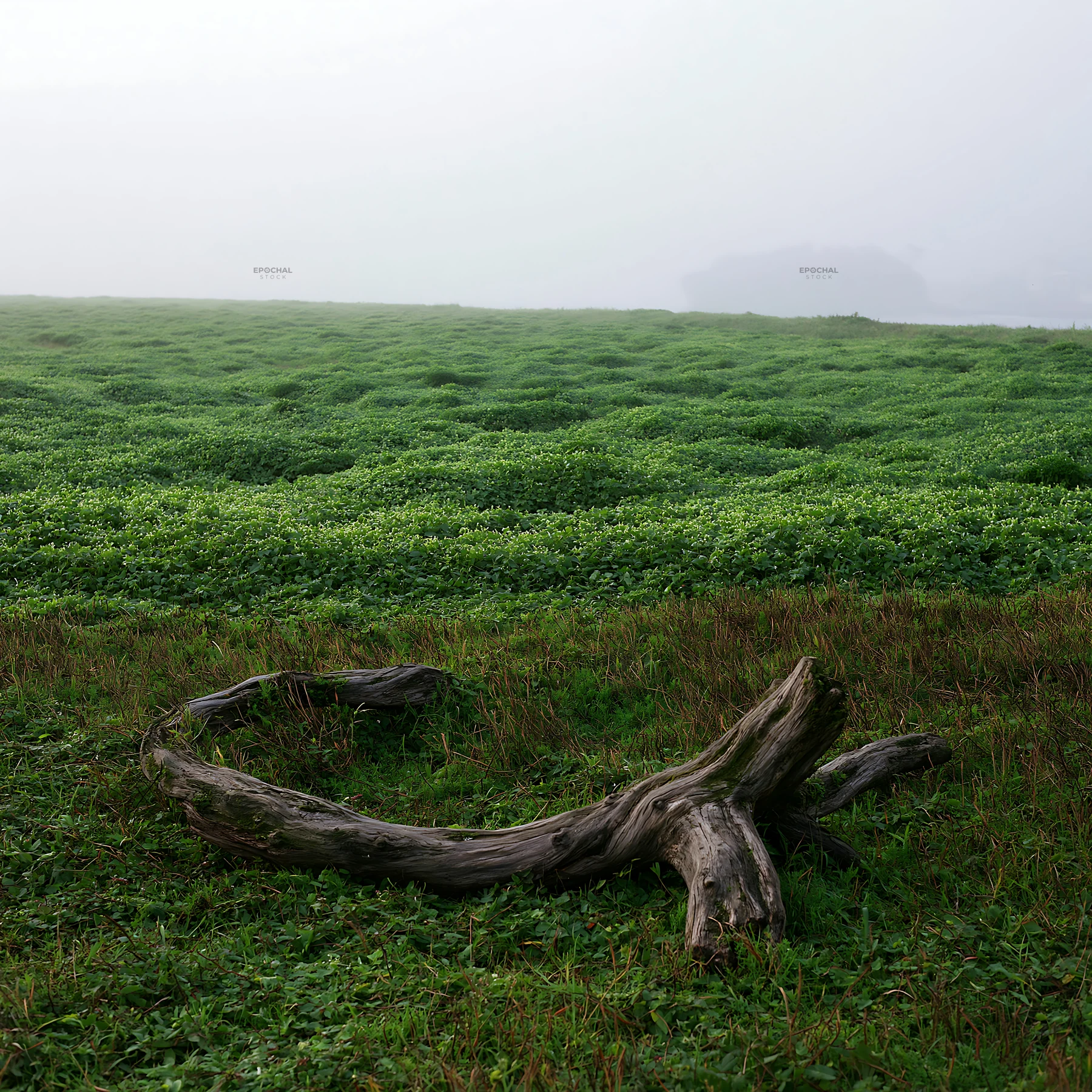 Chiba coastal climate meadow driftwood in the foreground - AI-generated stock image
