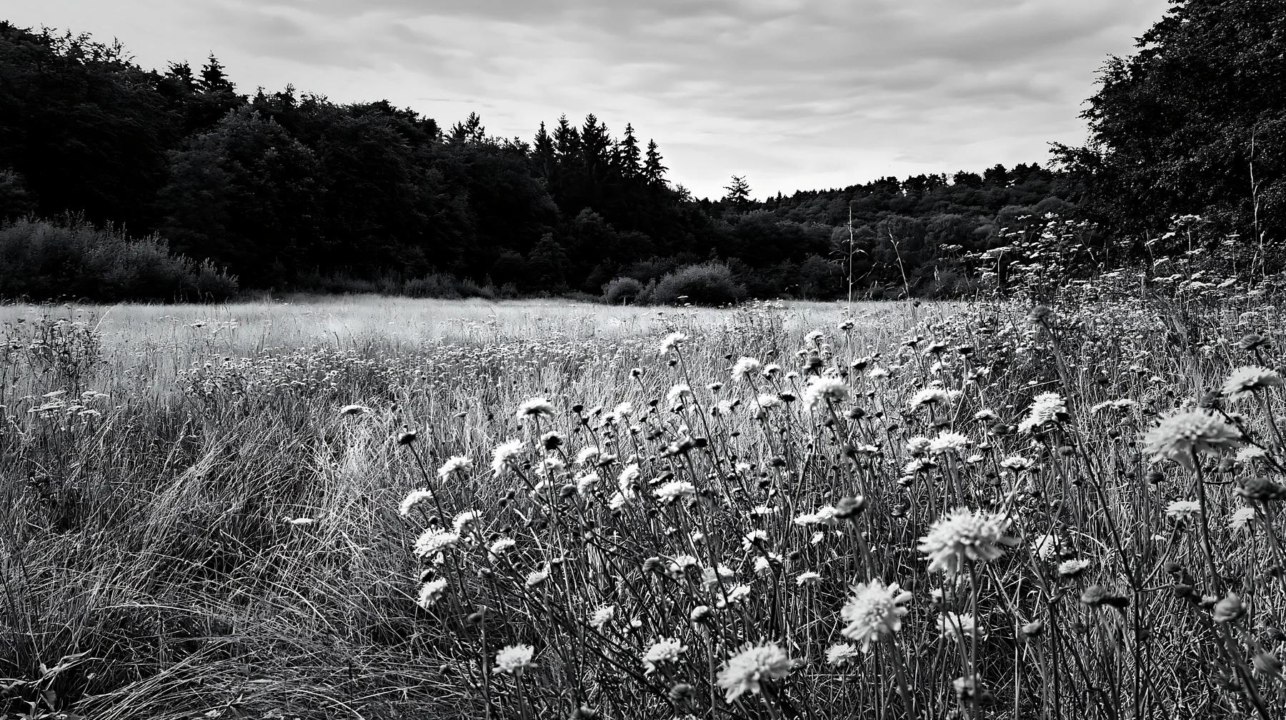Meadow with wildflowers in a forest opening - AI-generated stock image