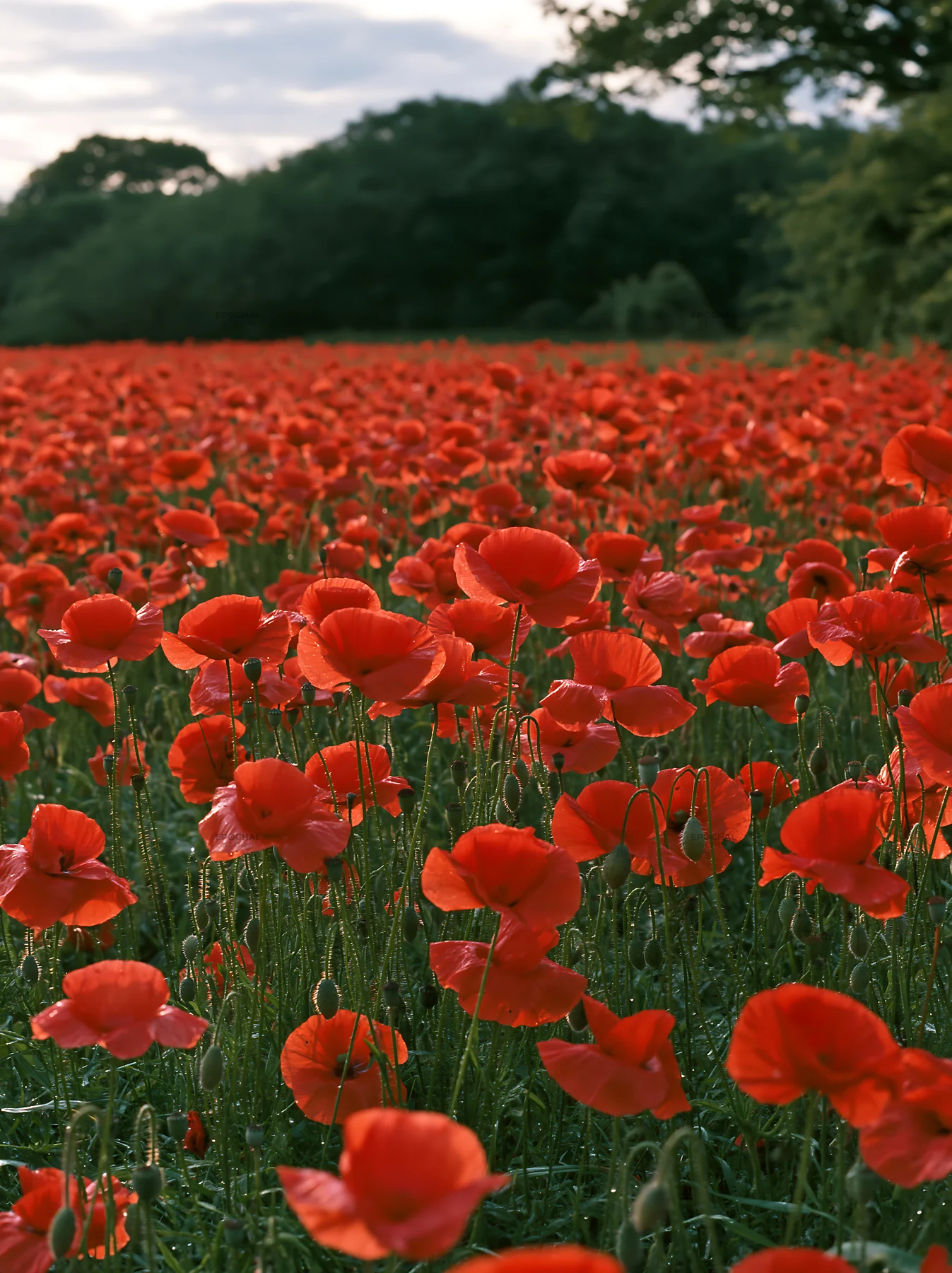 Poppies blooming in a meadow at the edge of a forest - AI-generated stock image