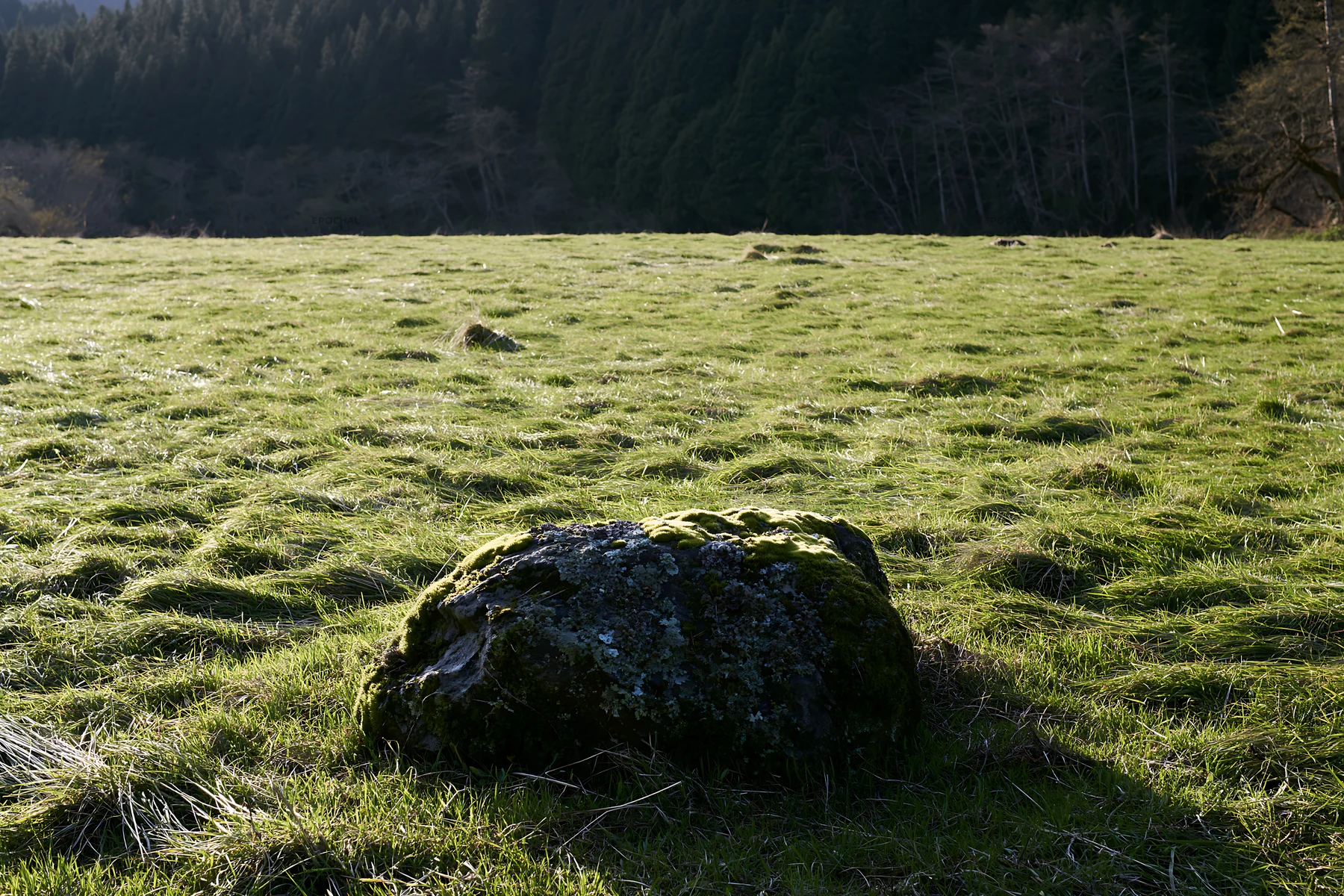 Miyagi spring recovery meadow mossy stone in natural setting - AI-generated stock image