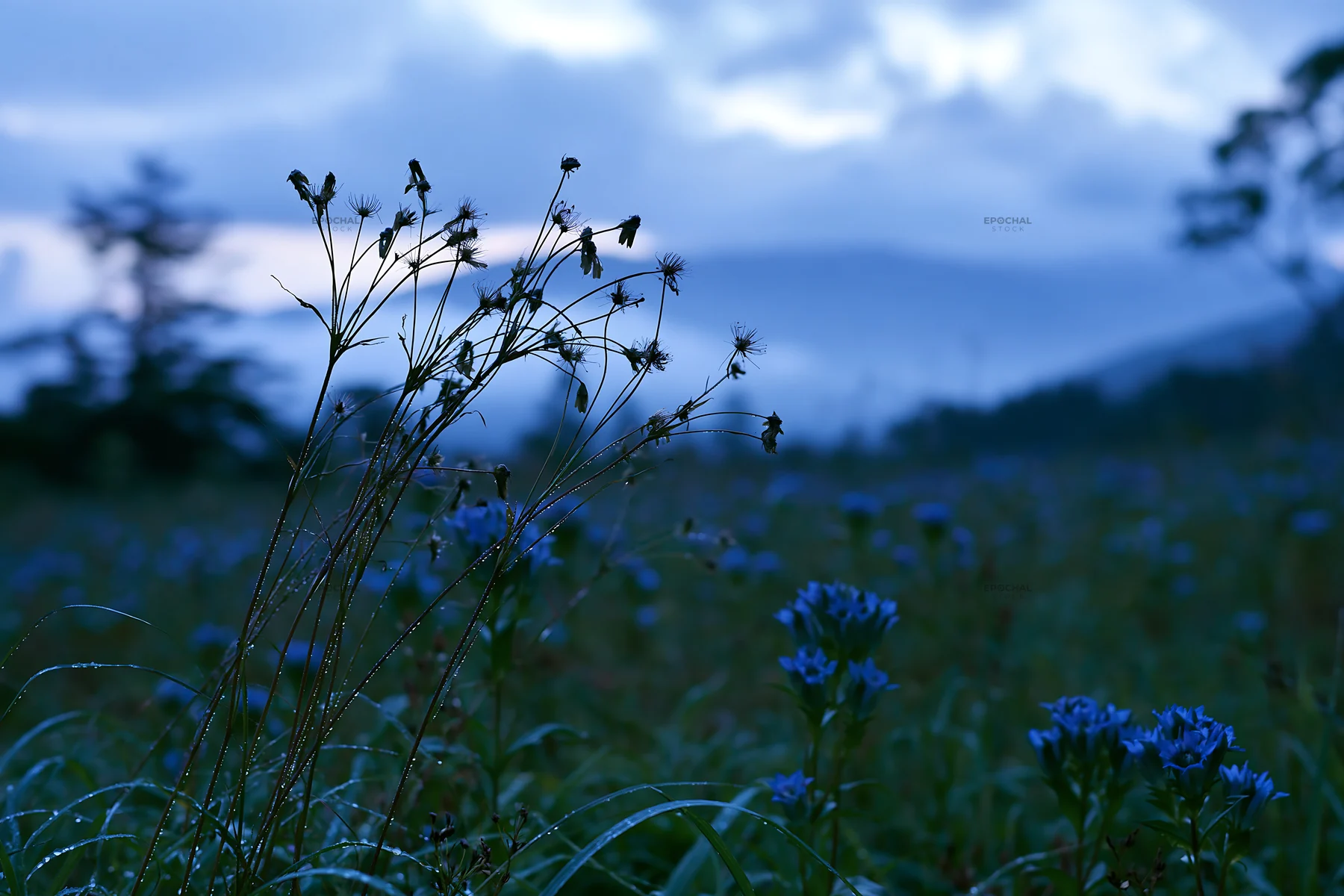 Iwate rain refreshed meadow seedhead foreground - AI-generated stock image