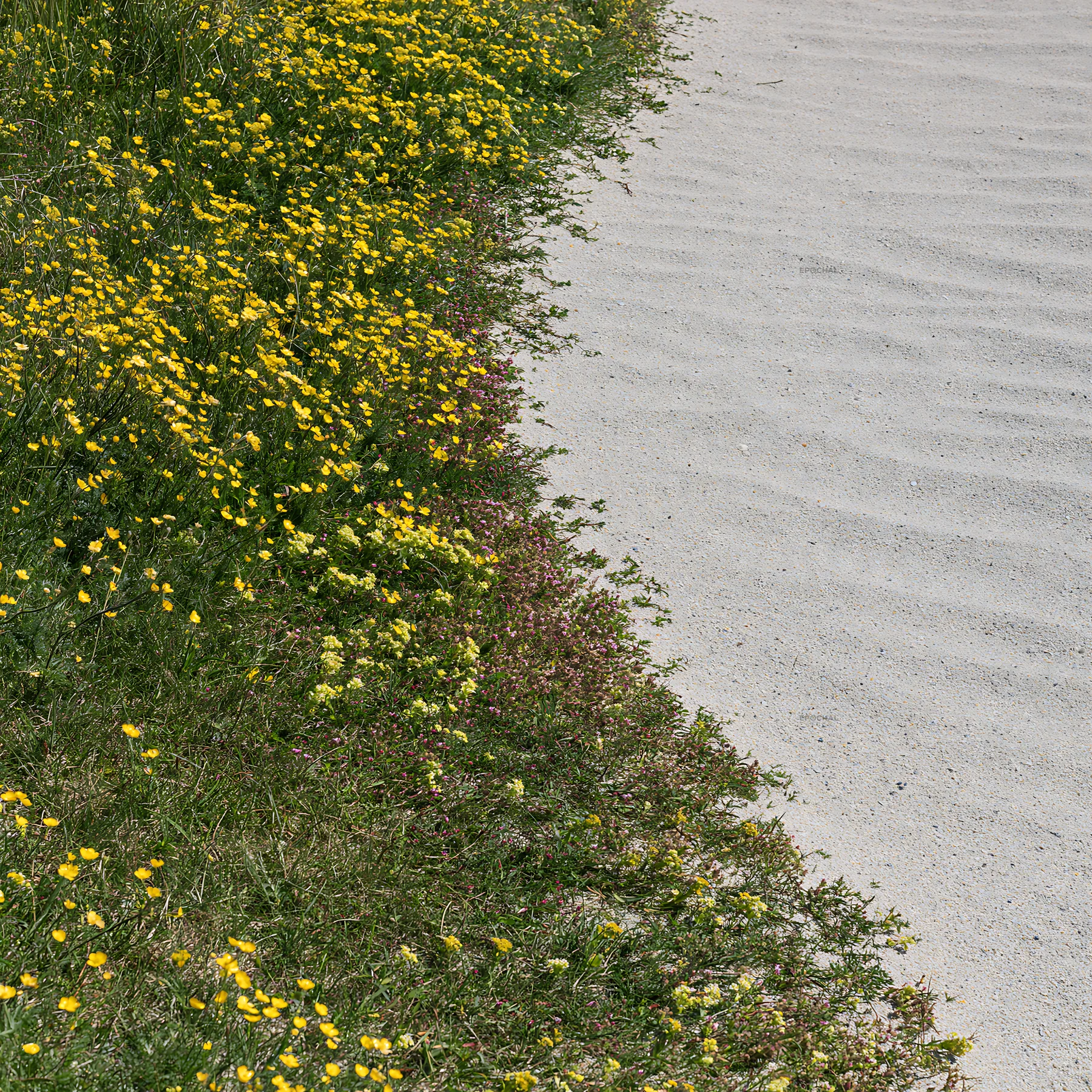 Machair beach meadow with yellow flowers near sandy area - AI-generated stock image