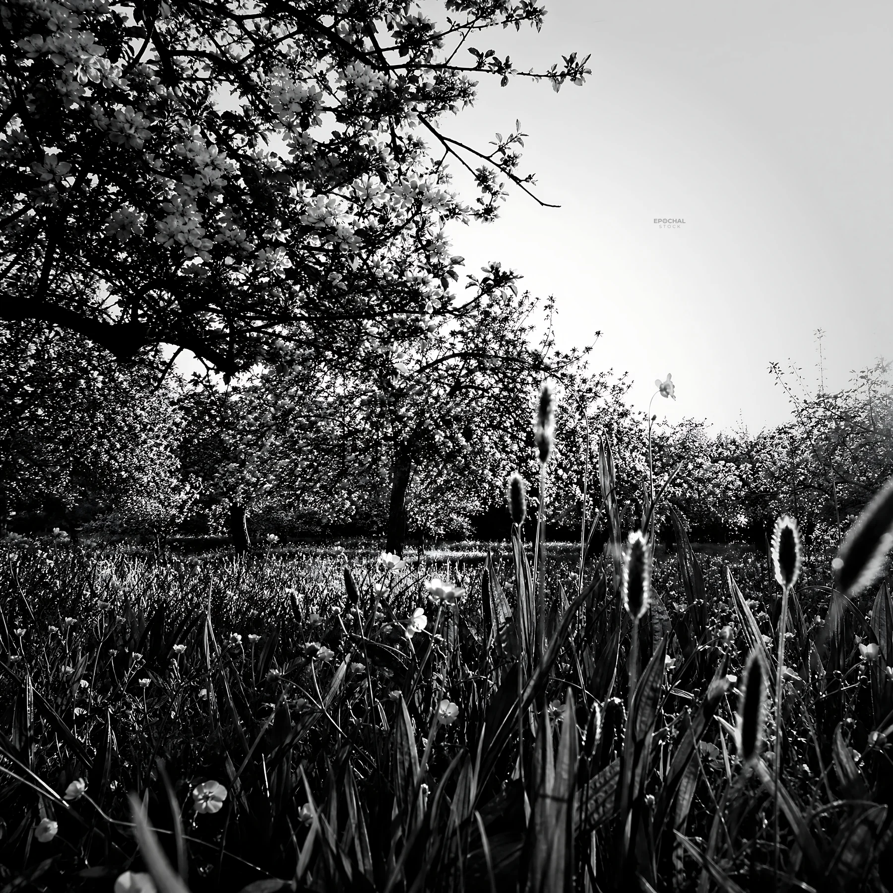 Black and white apple blossom meadow under bright sunlight - AI-generated stock image