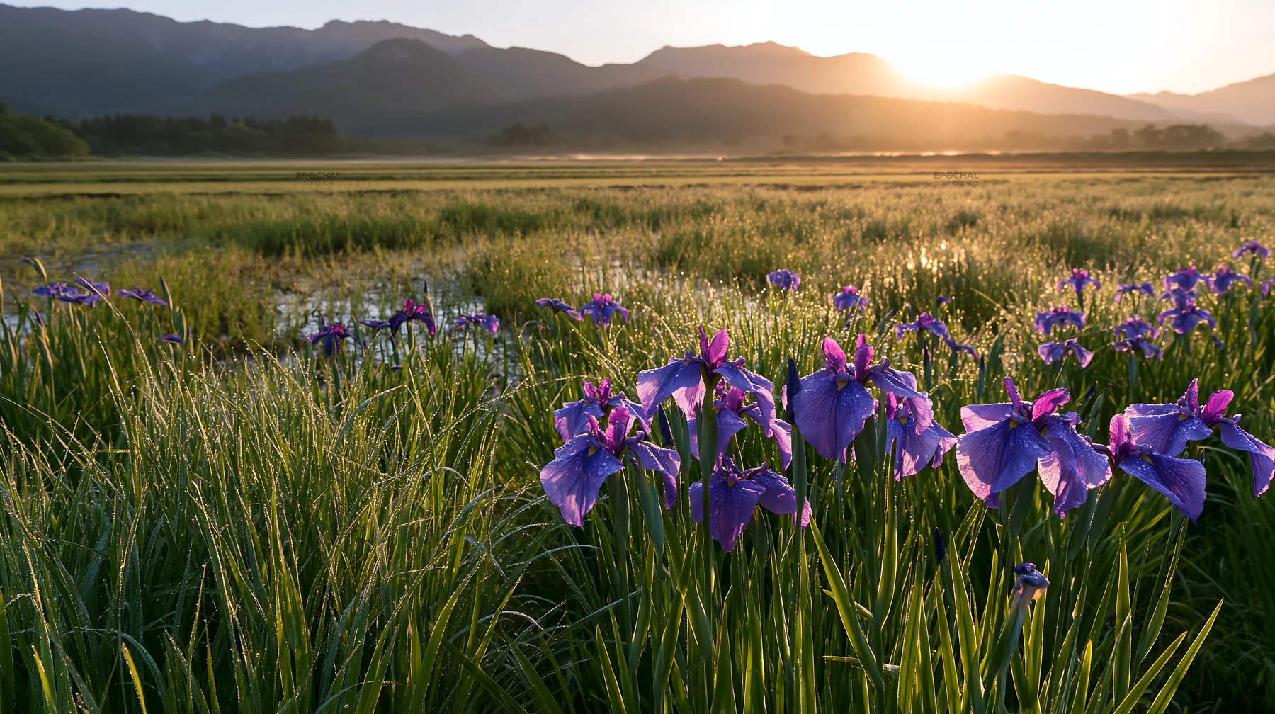 Dew-covered meadow flowers in Niigata floodplain at sunrise - AI-generated stock image