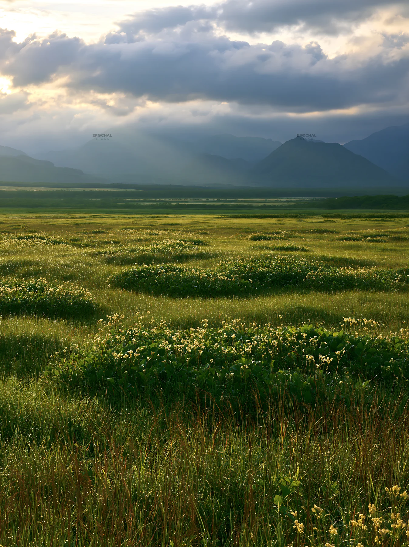 Expansive Hokkaido restoration meadow with dewdrops - AI-generated stock image