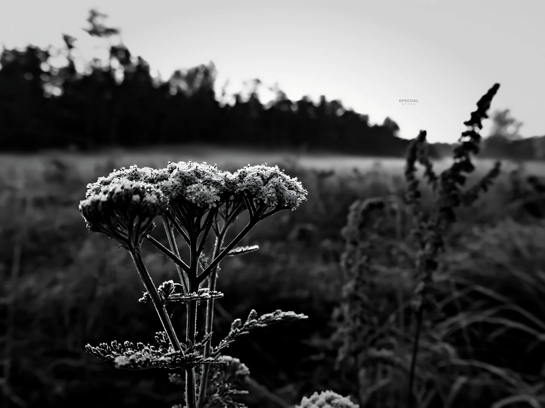 Yarrow flowers bloom in a meadow during early morning - AI-generated stock image