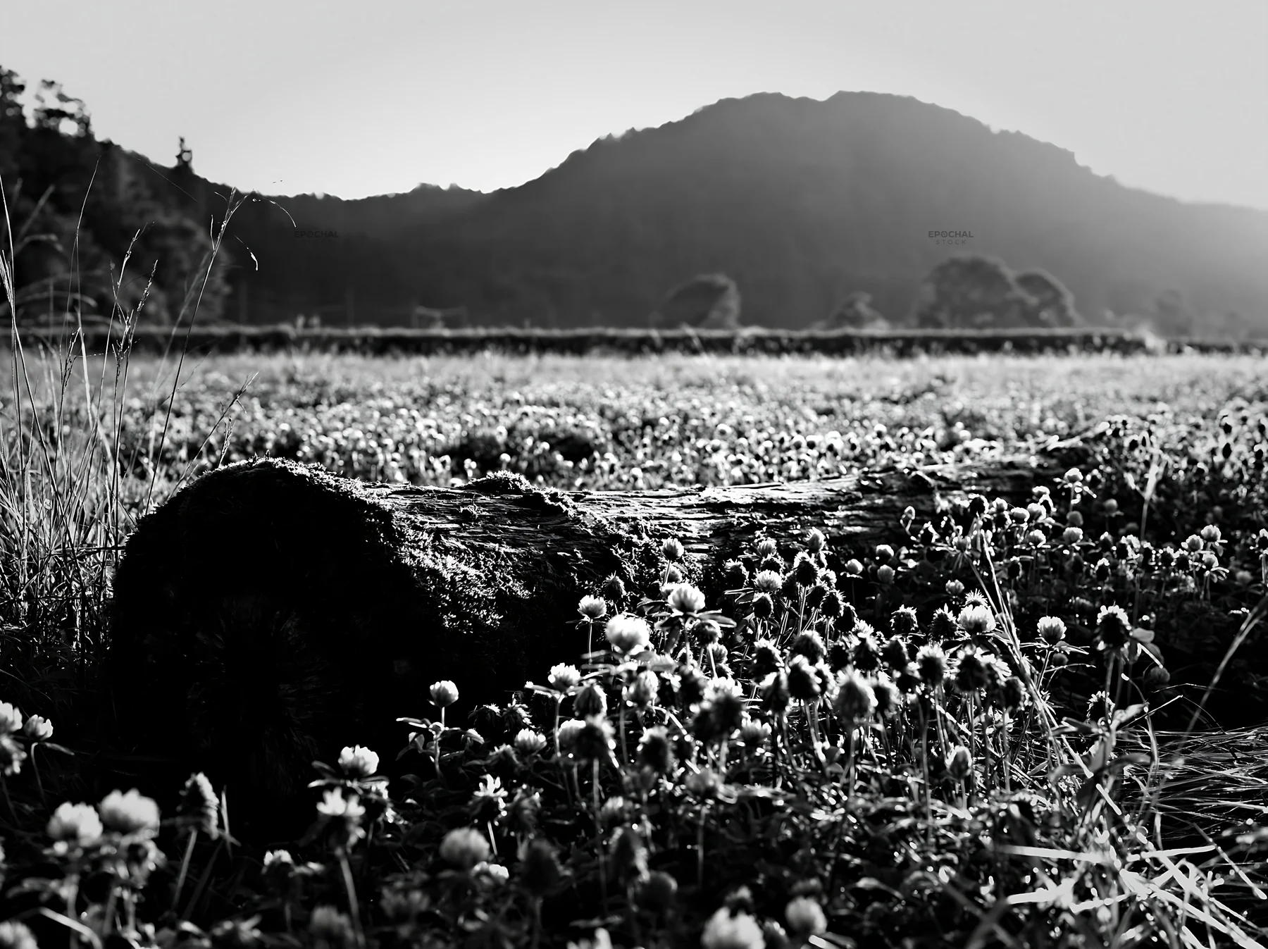 Low carbon meadow with mossy log in Gifu - AI-generated stock image