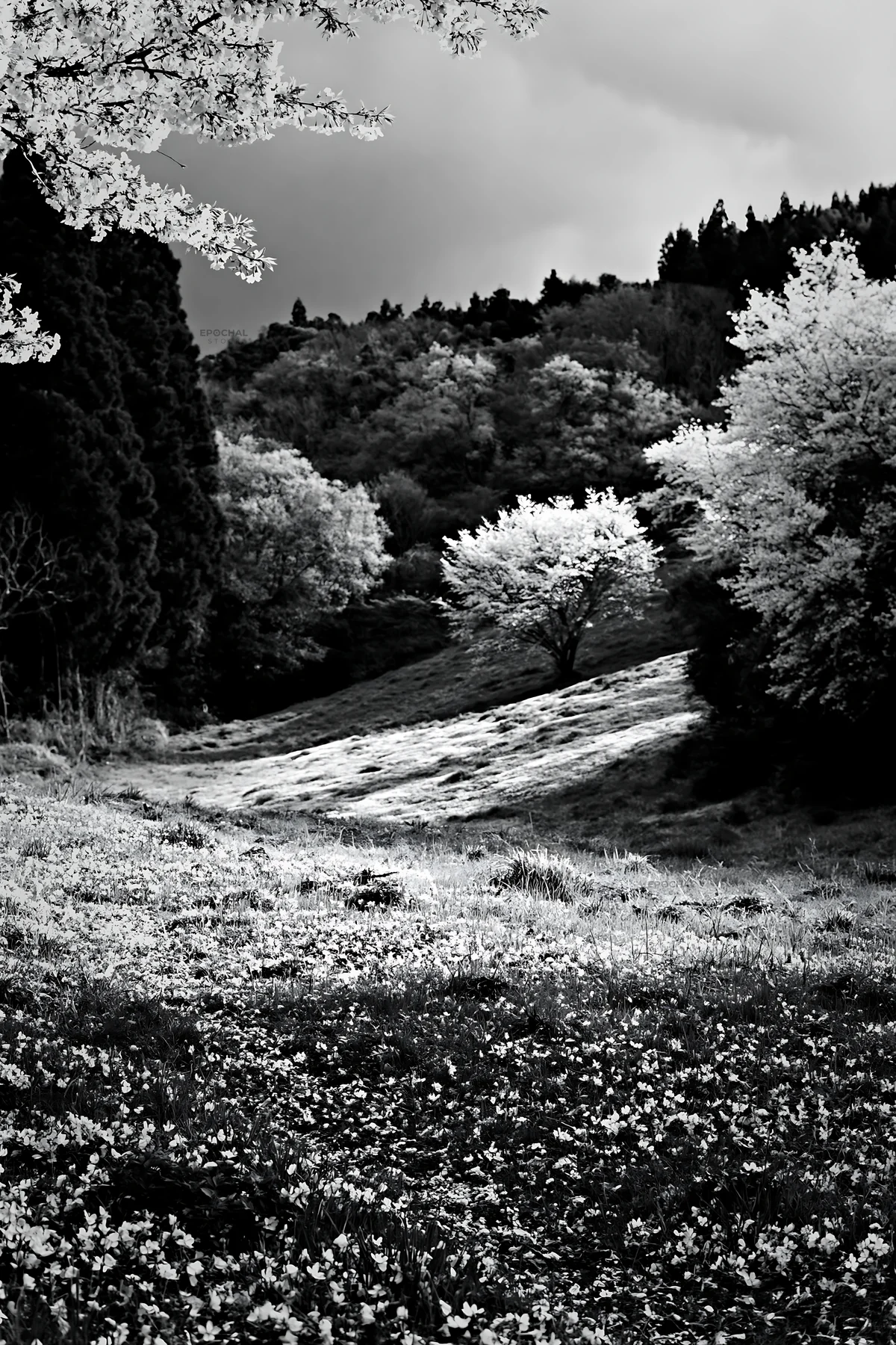 Black and white fukuoka spring meadow fallen blossom foreground - AI-generated stock image