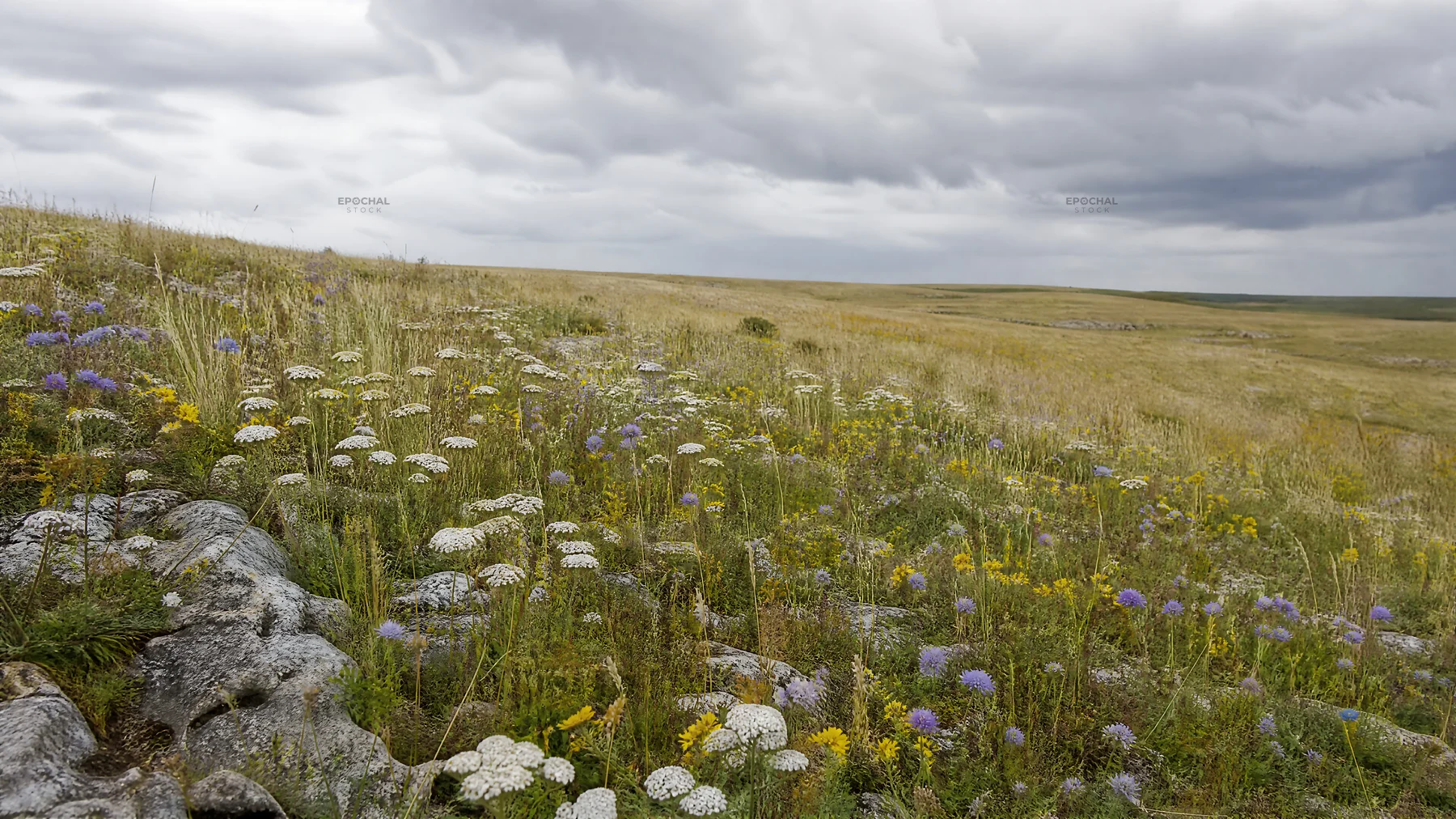 Cloudy dry flower meadow under overcast sky - AI-generated stock image