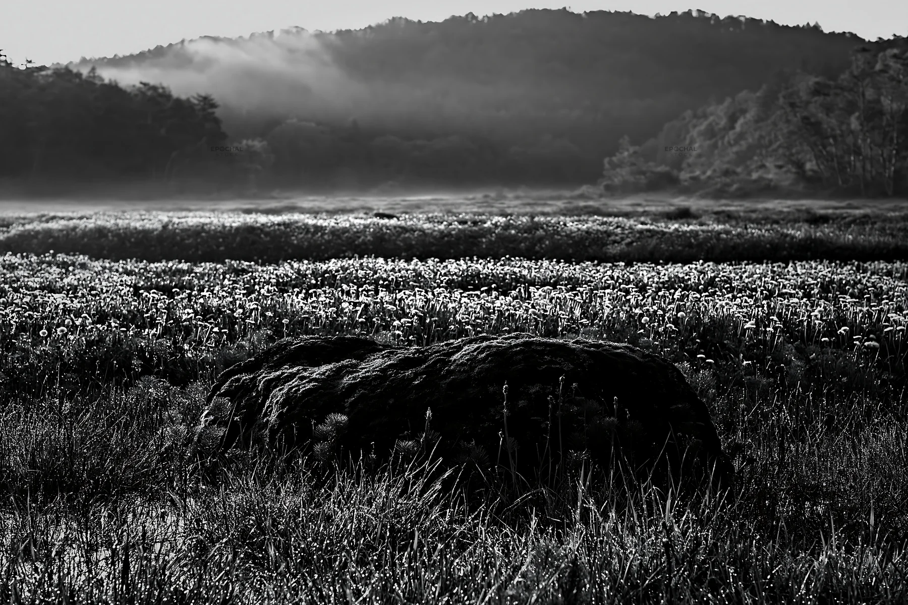 Black and white miyagi spring recovery meadow mossy stone in morning light - AI-generated stock image