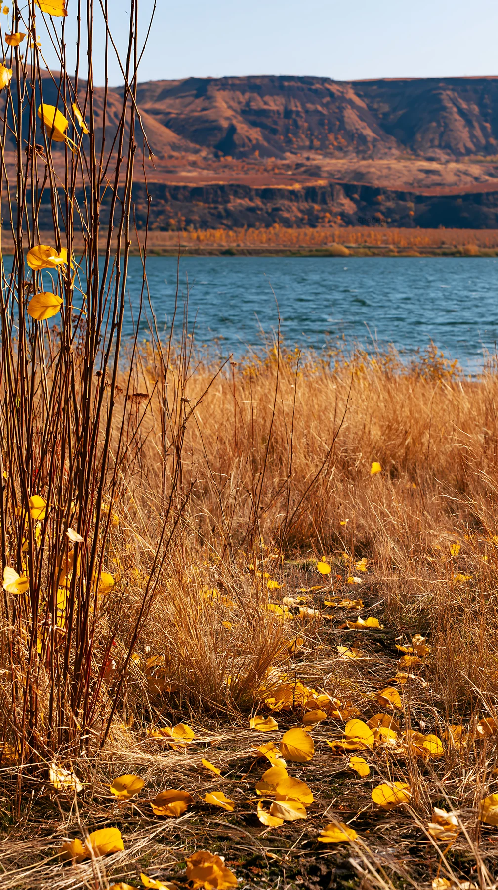 Lakeside orchard meadow with fall leaves and calm water - AI-generated stock image