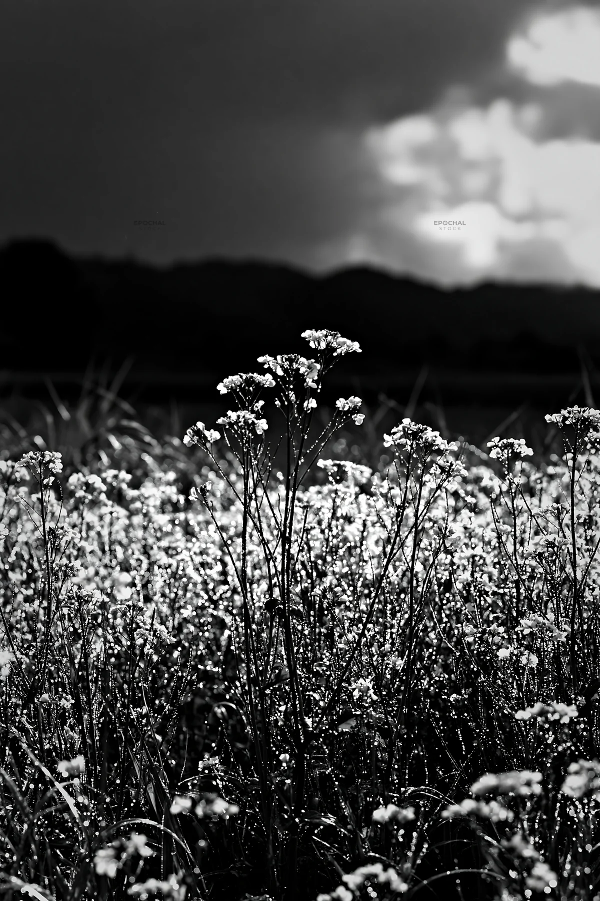 Black and white niigata floodplain restoration meadow dew foreground blooms brightly - AI-generated stock image