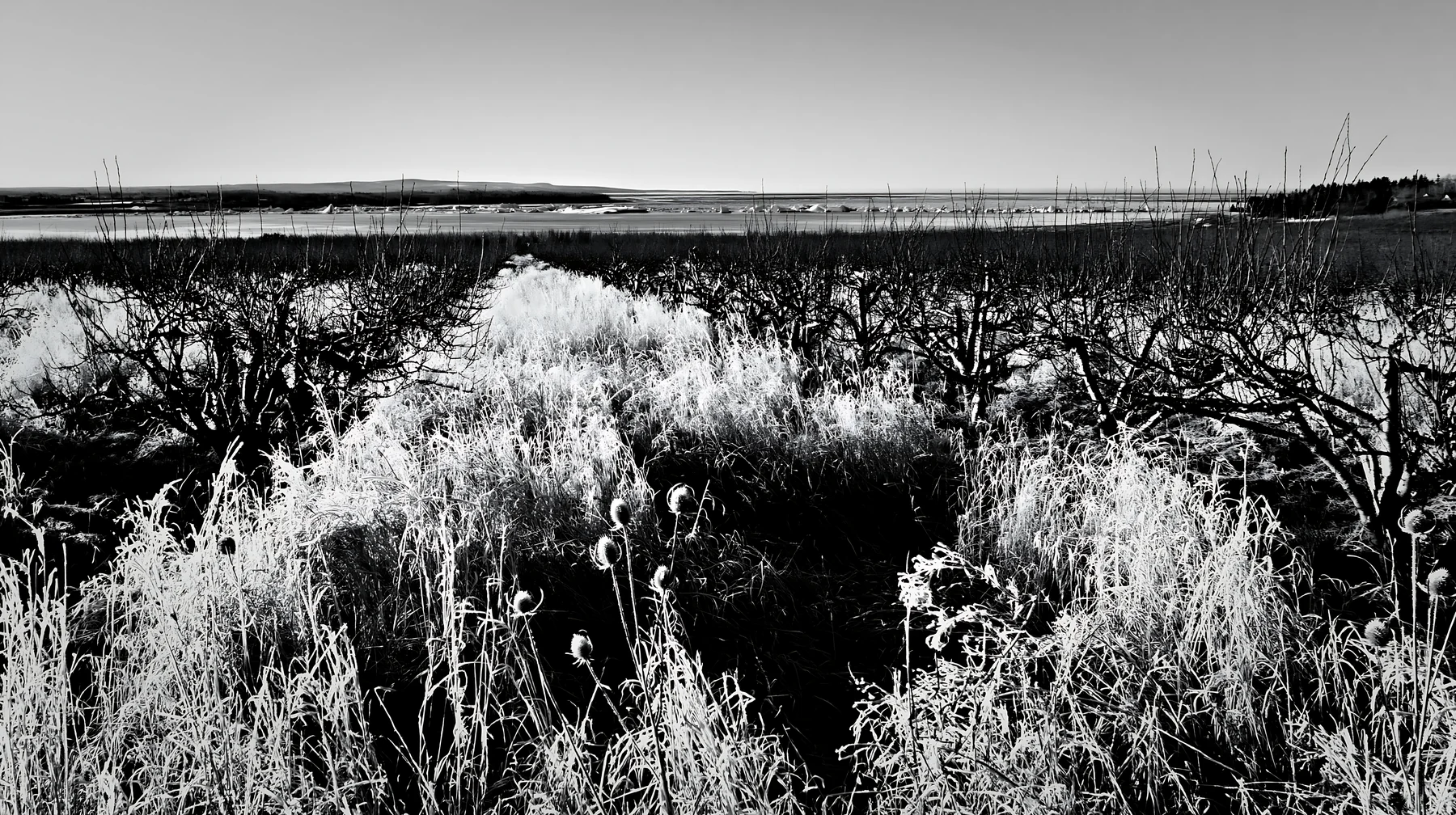 Black and white seaside orchard meadow with frost-covered grass and trees - AI-generated stock image