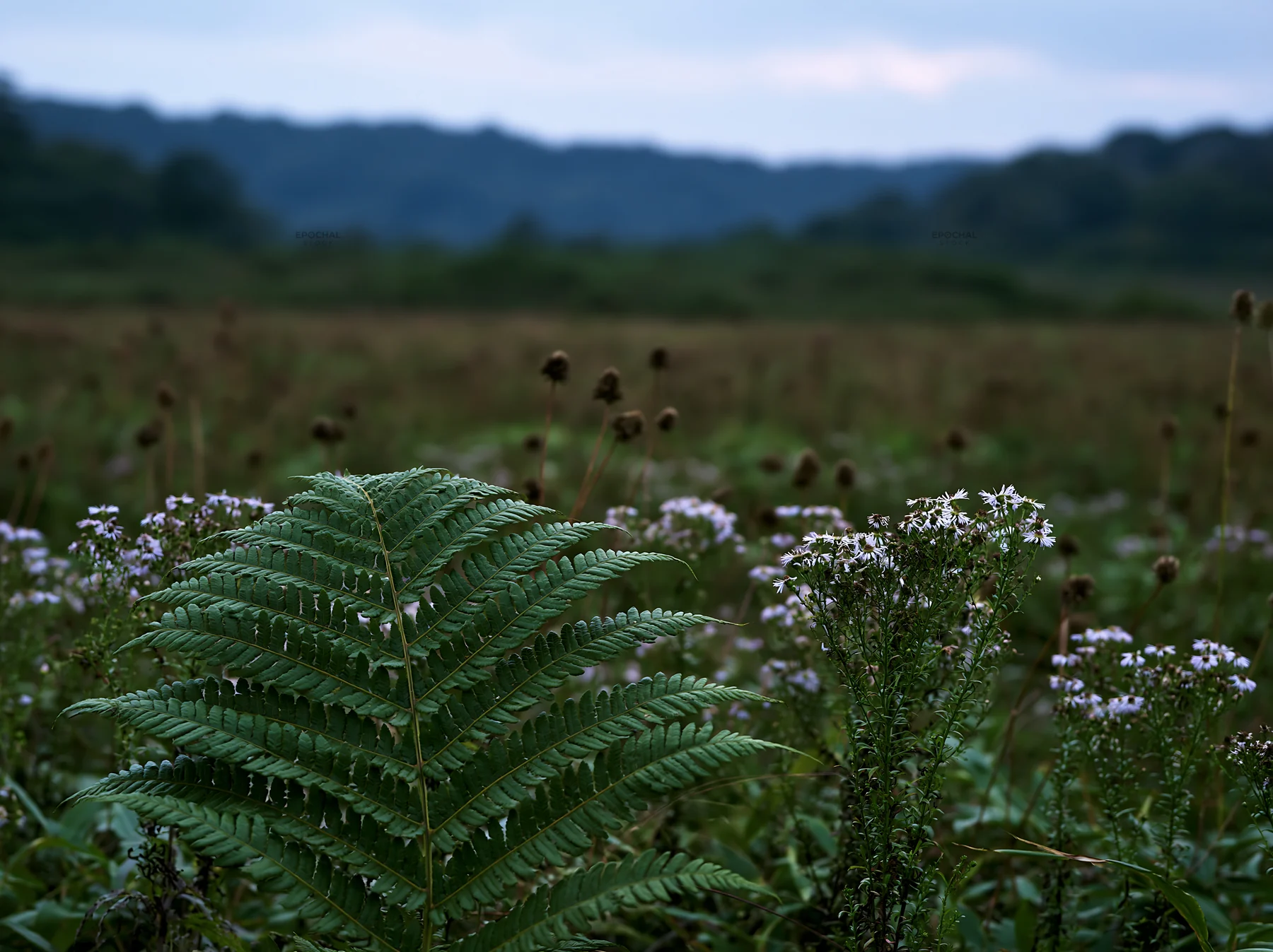 Tokushima mountain meadow fern frond in foreground of landscape - AI-generated stock image