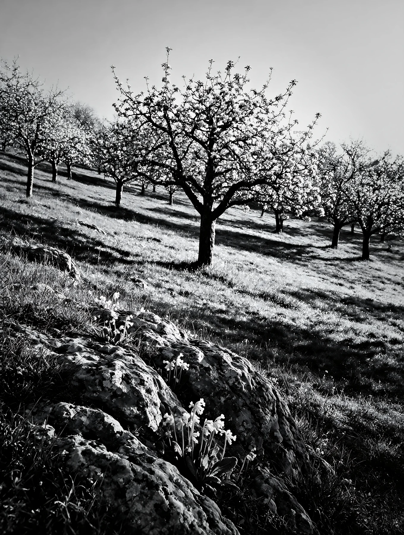 Black and white hillside apple meadow with blooming trees and yellow flowers - AI-generated stock image
