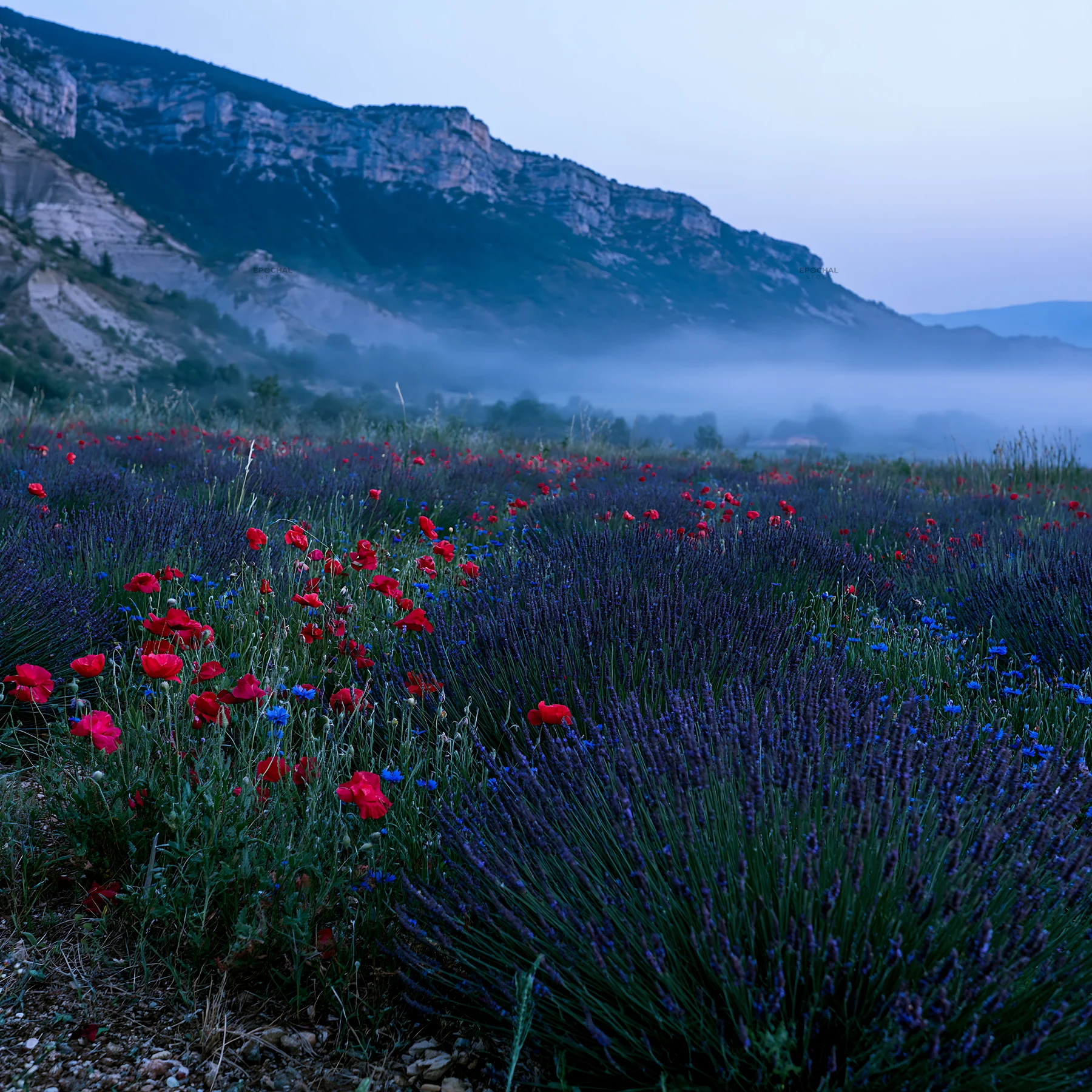 Colorful lavender meadow at dawn with red poppies - AI-generated stock image