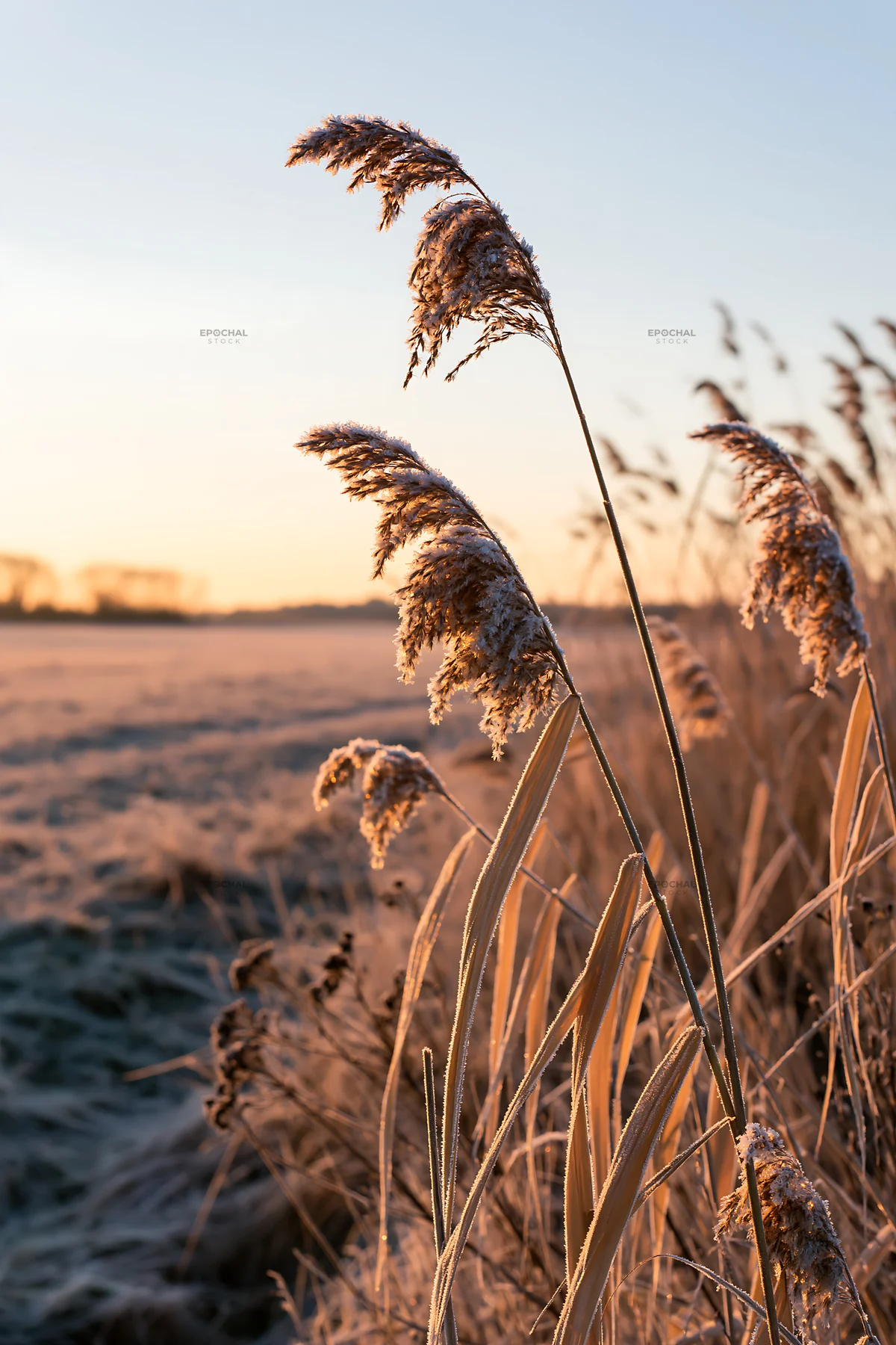 Saga floodplain meadow with reed plants at sunset - AI-generated stock image