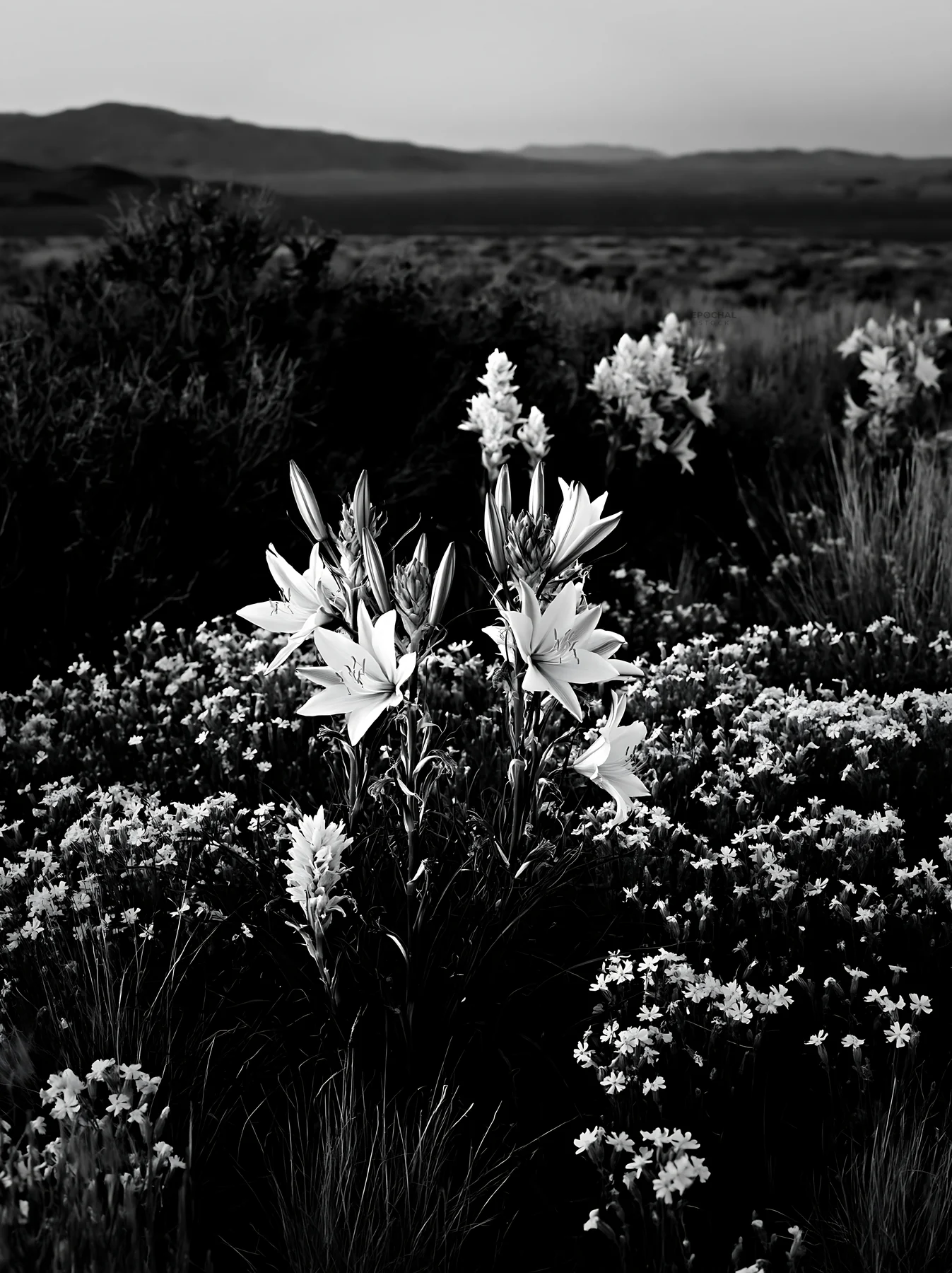 Sagebrush meadow with flowers at dusk in black and white - AI-generated stock image